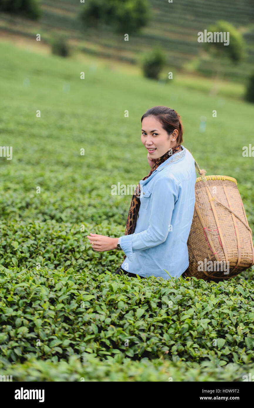 Asie belle femme ramasser les feuilles de thé dans une plantation de thé, de la bonne humeur Banque D'Images