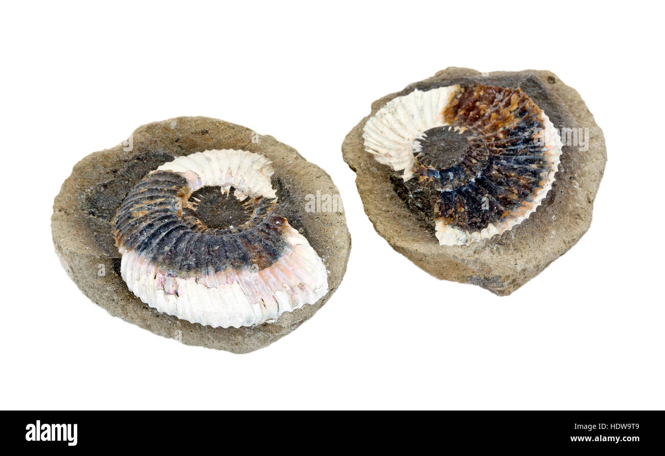 Ammonite à l'intérieur d'une concrétion Banque D'Images