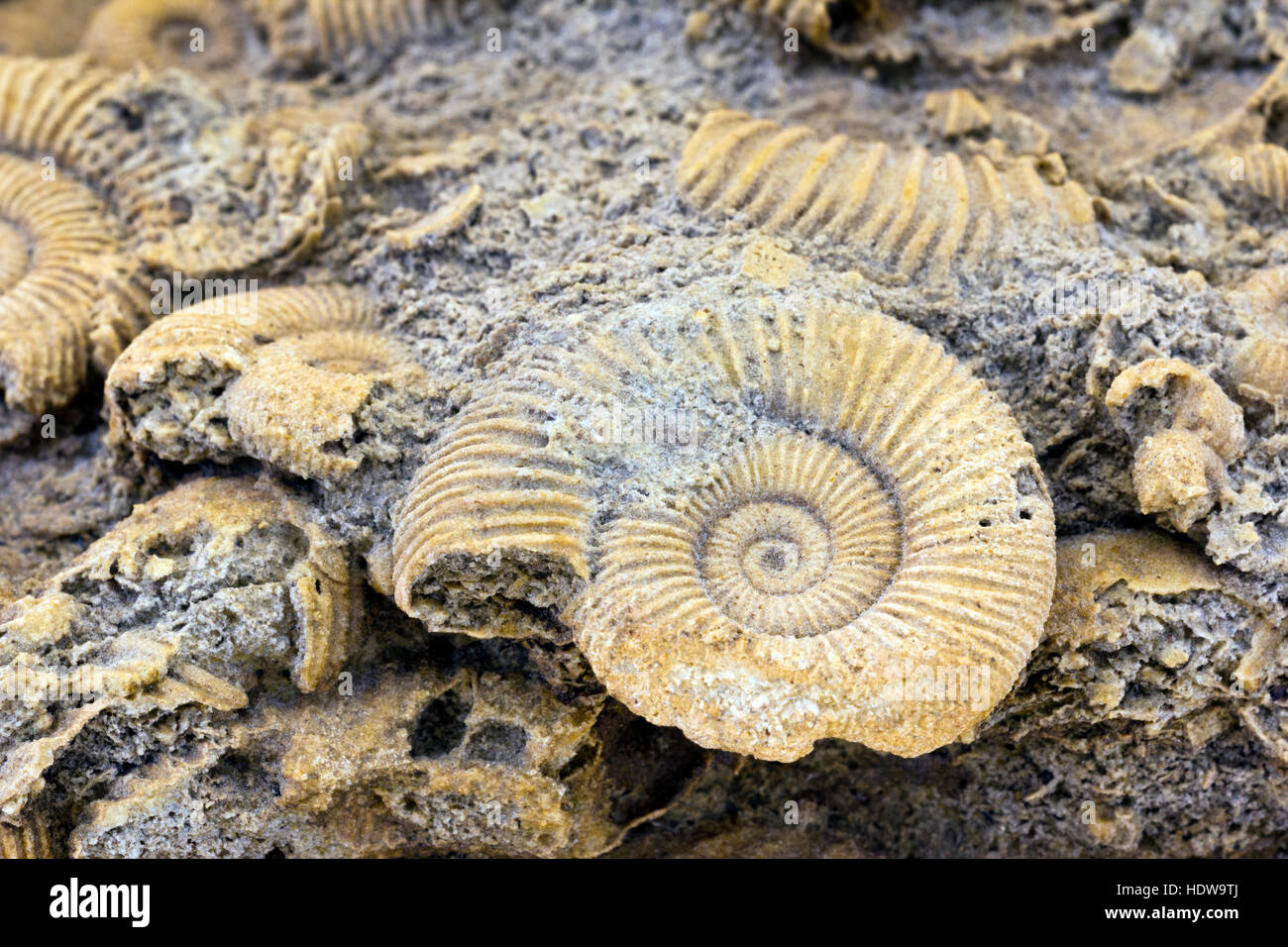 Ammonite shoal (Dactylioceras sp.), d'environ 170 millions d'années de l'Allemagne Banque D'Images