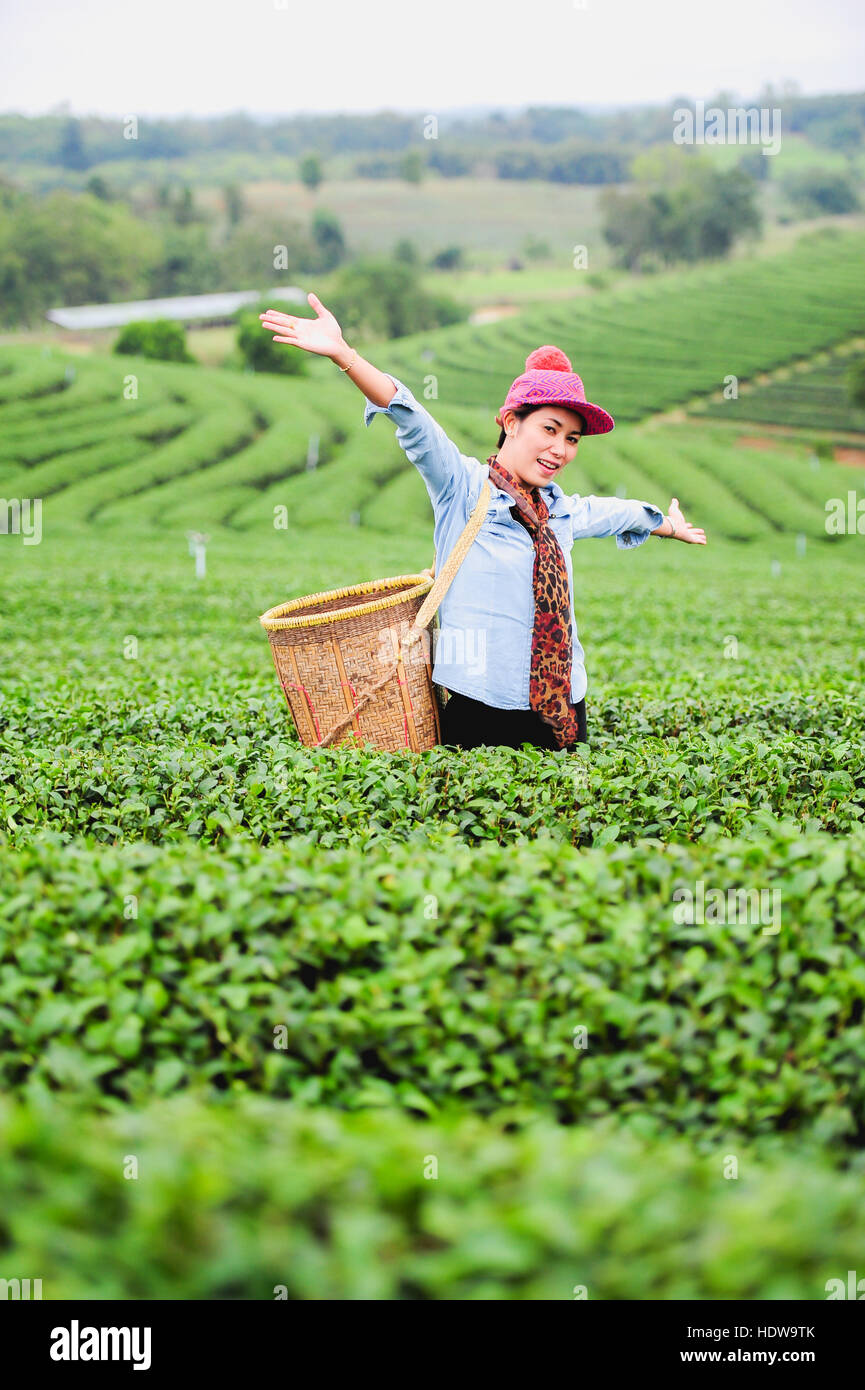 Asie belle femme ramasser les feuilles de thé dans une plantation de thé, de la bonne humeur Banque D'Images