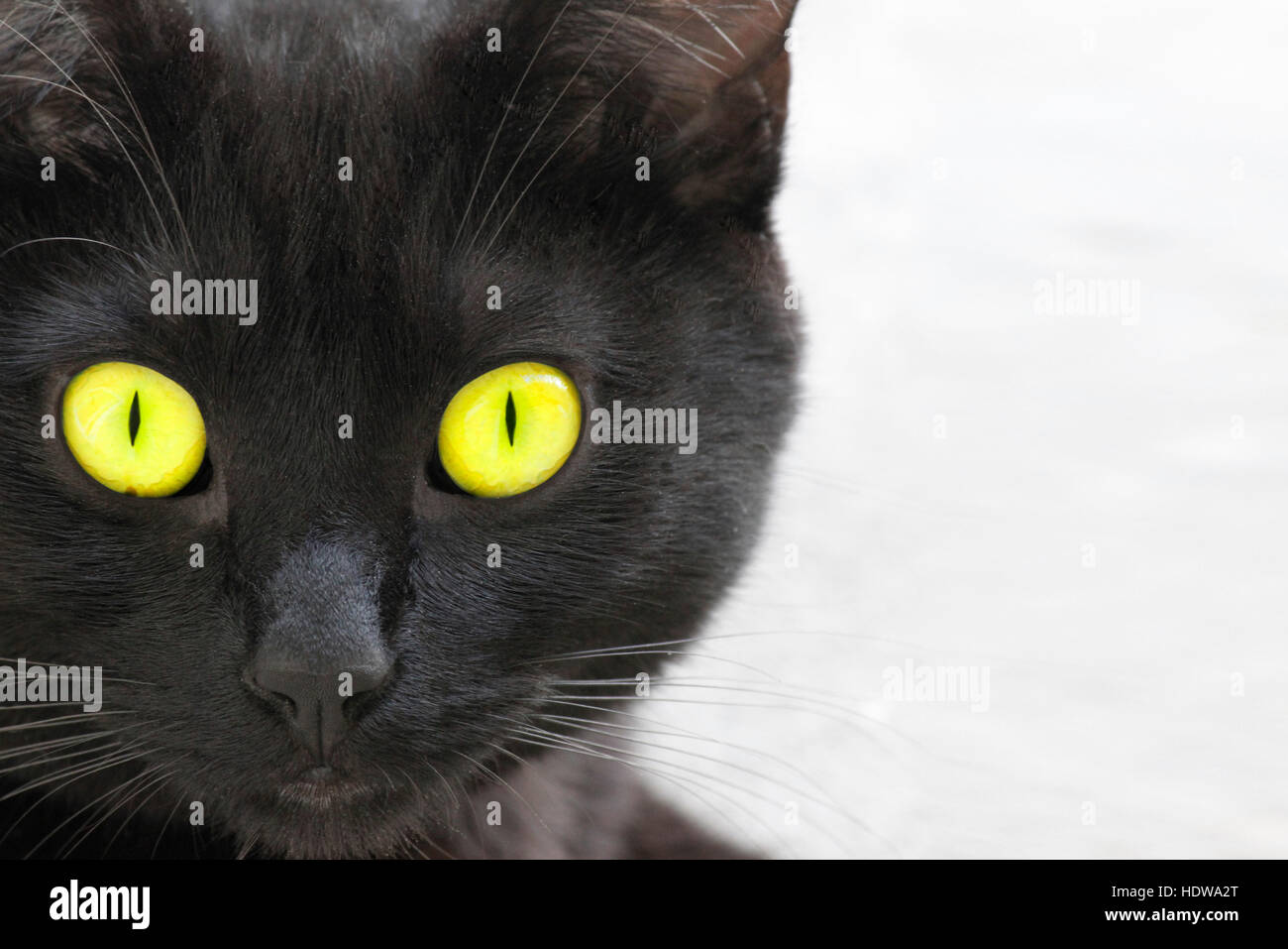 Un visage tourné d'un chat noir avec des yeux jaunes. Banque D'Images