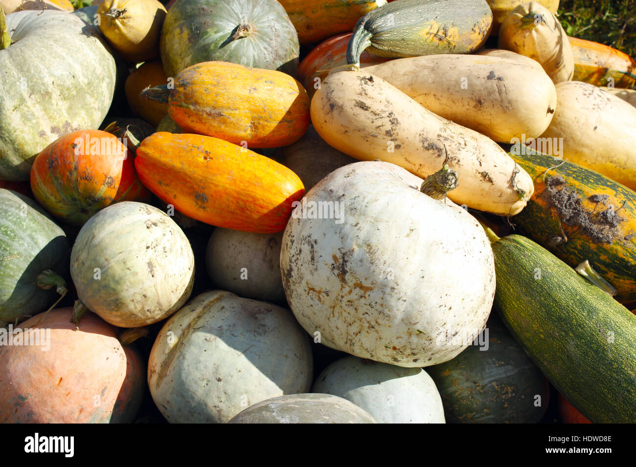 La récolte des citrouilles dans le potager Banque D'Images