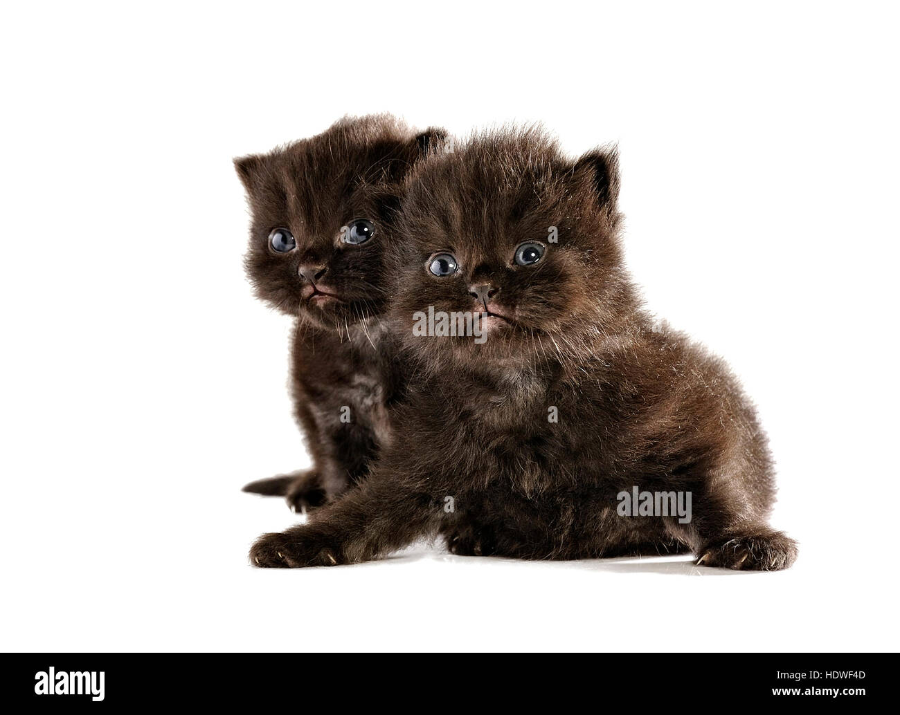 Chat Domestique Noir Persan Banque D Images Detourees Alamy