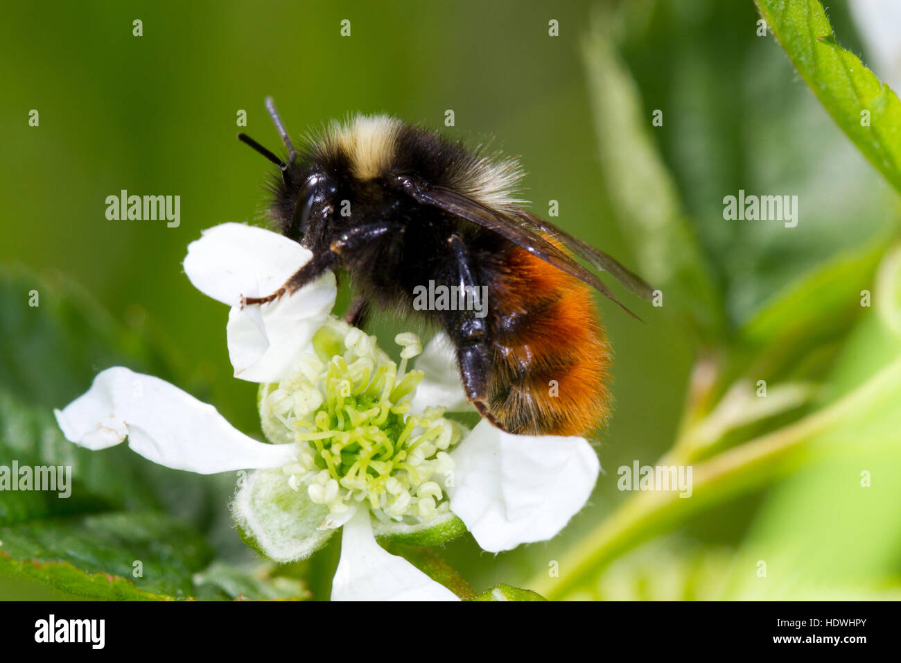 Les bourdons (Bombus monticola montagne) travailleur adulte se nourrissant sur une fleur de ronce. Powys, Pays de Galles. De juin. Banque D'Images