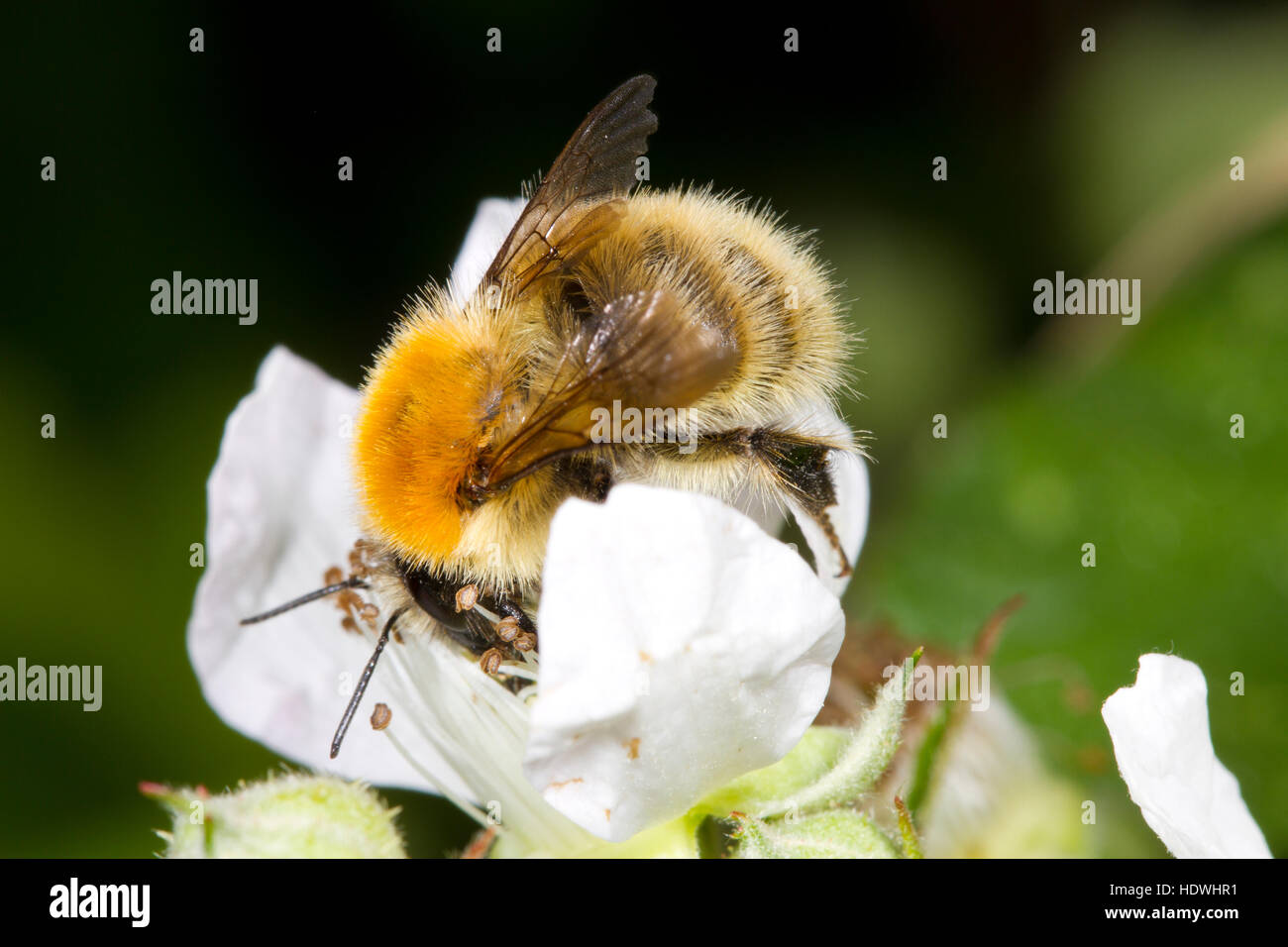 Moss carder bee (Bombus muscorum) travailleur adulte se nourrissant sur une fleur de ronce. Gwynedd, Pays de Galles. De juin. Banque D'Images