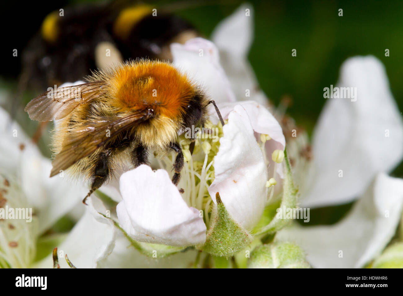 Moss carder bee (Bombus muscorum) travailleur adulte se nourrissant sur une fleur de ronce. Gwynedd, Pays de Galles. De juin. Banque D'Images