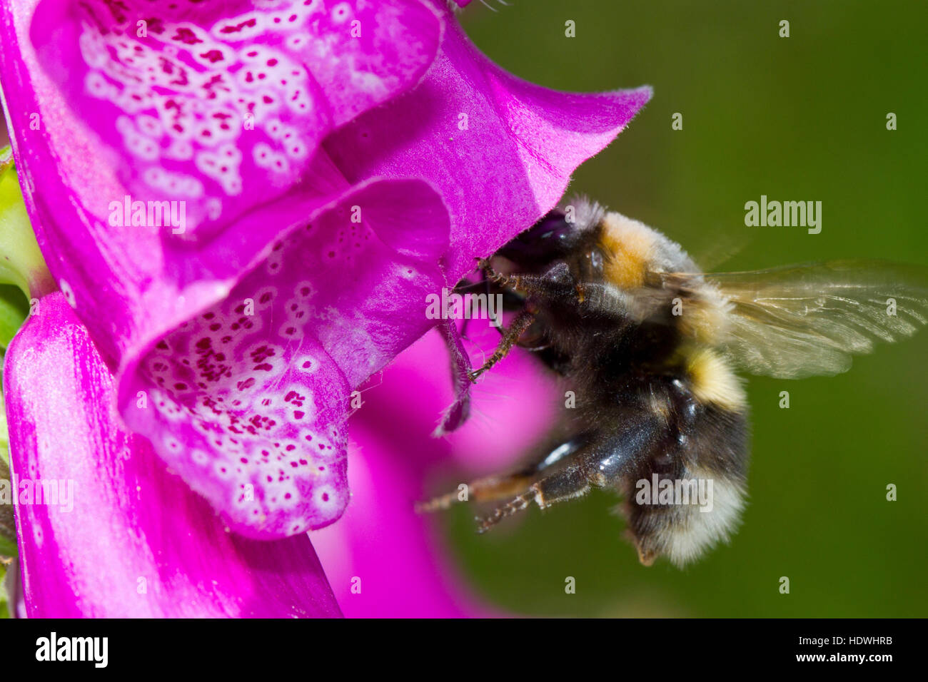 Les bourdons (Bombus hortorum jardin) travailleur adultes se nourrissent d'une digitale pourpre (Digitalis purpurea) fleur. Powys, Pays de Galles. De juin. Banque D'Images