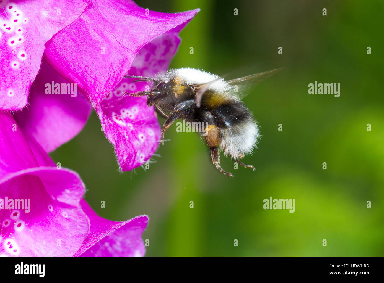 Les bourdons (Bombus hortorum jardin) travailleur adultes se nourrissent d'une digitale pourpre (Digitalis purpurea) fleur. Powys, Pays de Galles. De juin. Banque D'Images
