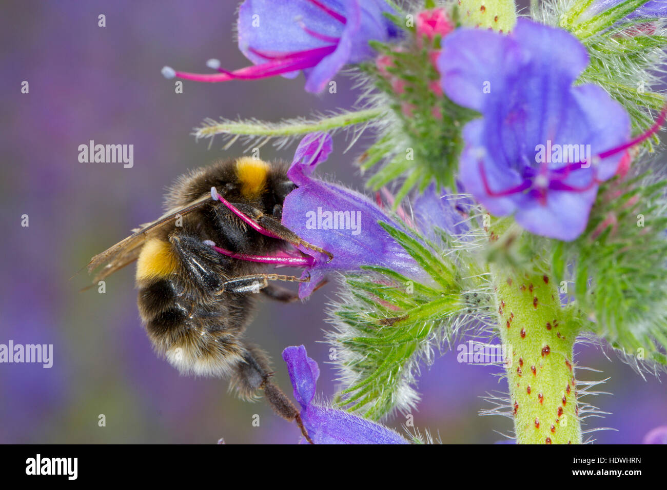 Le cerf de bourdon (Bombus sp.) travailleur adulte se nourrit de la vipère (Vipérine commune Echium vulgare, fleurs). Banque D'Images