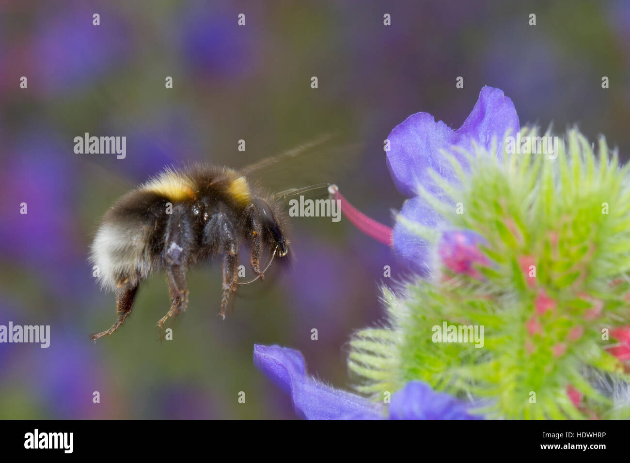 Le cerf de bourdon (Bombus sp.) travailleur adulte en vol se nourrissant de la vipère (Vipérine commune Echium vulgare, fleurs). Banque D'Images