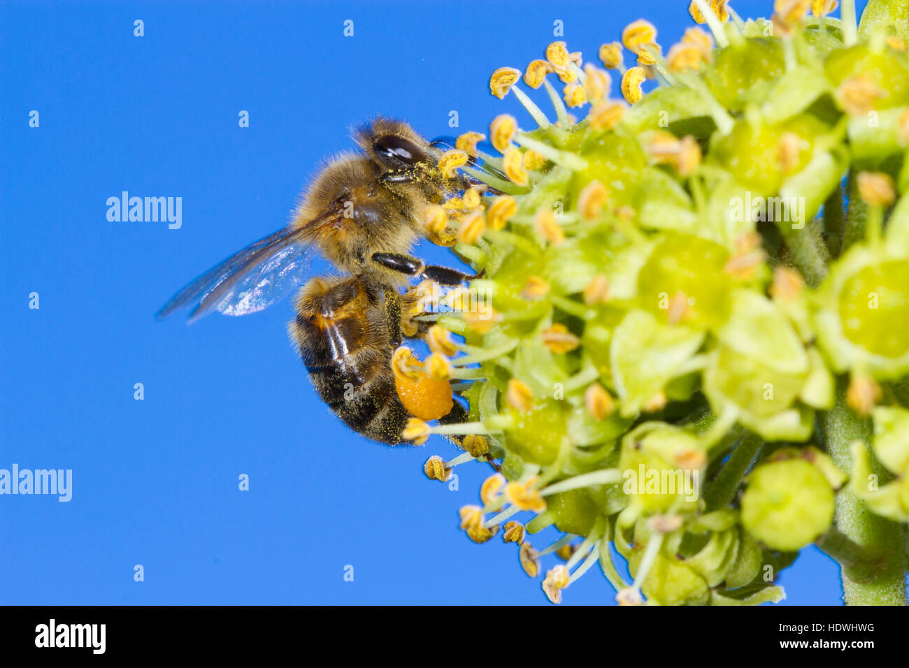 'Abeille à miel (Apis mellifera) travailleur adulte se nourrit de lierre (Hedera helix) fleurs. Powys, Pays de Galles. Septembre. Banque D'Images