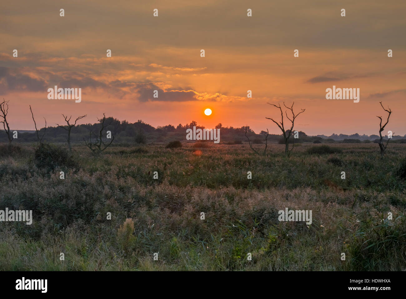 Vue sur des roselières et marais au coucher du soleil. La réserve RSPB Titchwell Marsh. Norfolk, Angleterre. Octobre. Banque D'Images