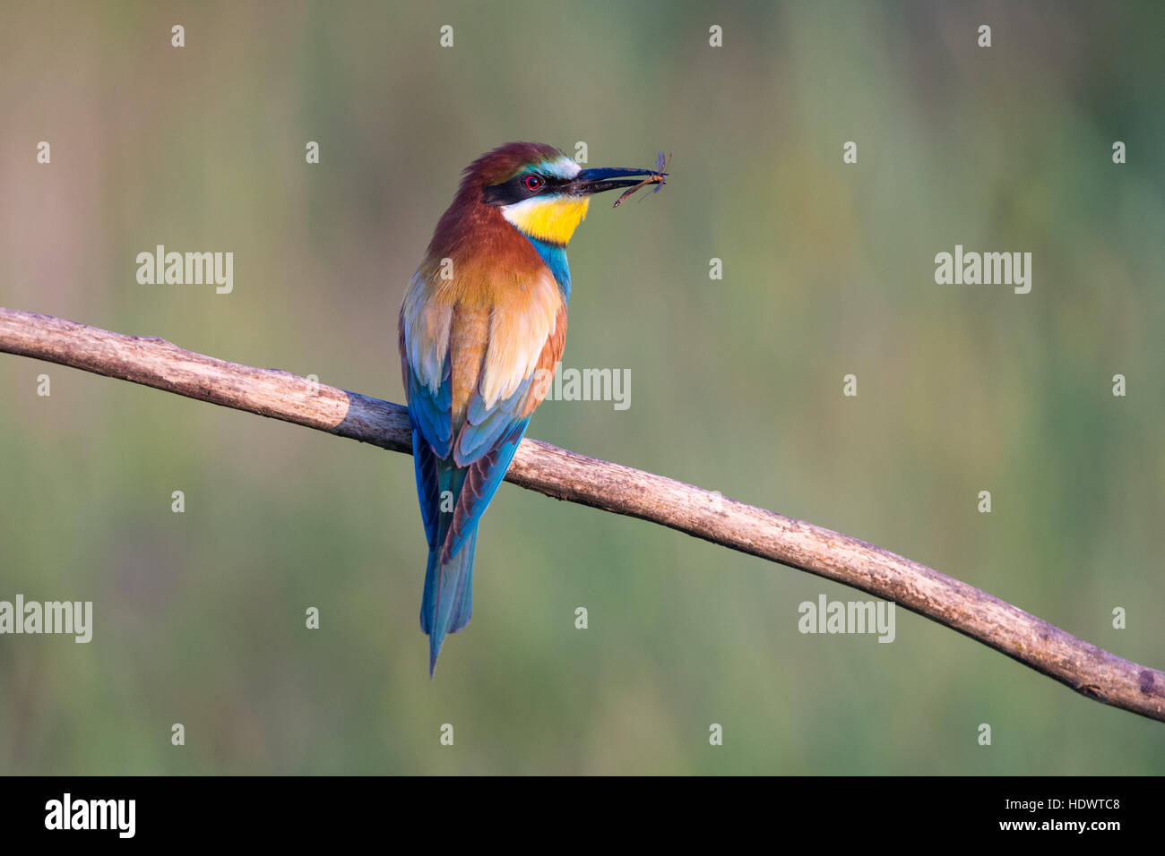 Guêpier d'Europe (Merops apiaster) perching on branch holding une mouche Banque D'Images