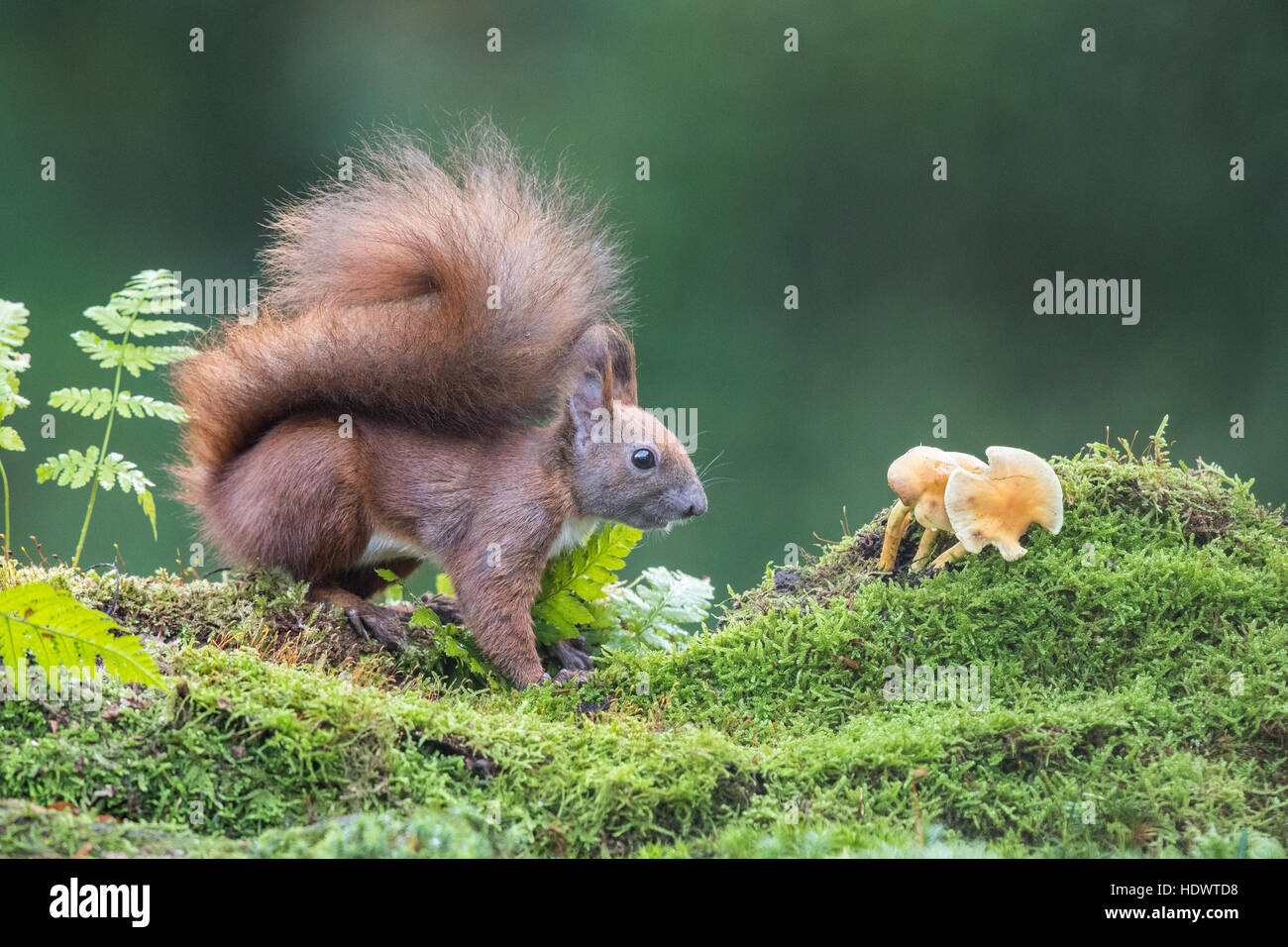 Eurasian Écureuil roux (Sciurus vulgaris) dans la mousse sur le sol forestier Banque D'Images