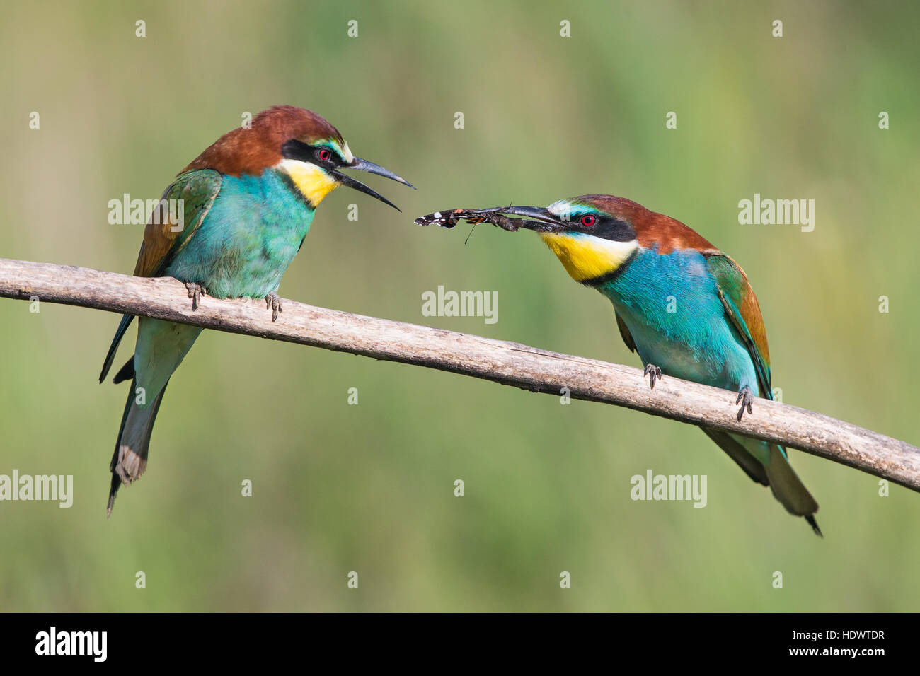 Homme Guêpier d'Europe (Merops apiaster) présentant l'alimentation femelle avec un cadeau d'un papillon non identifié dans le cadre d'un rituel de cour Banque D'Images