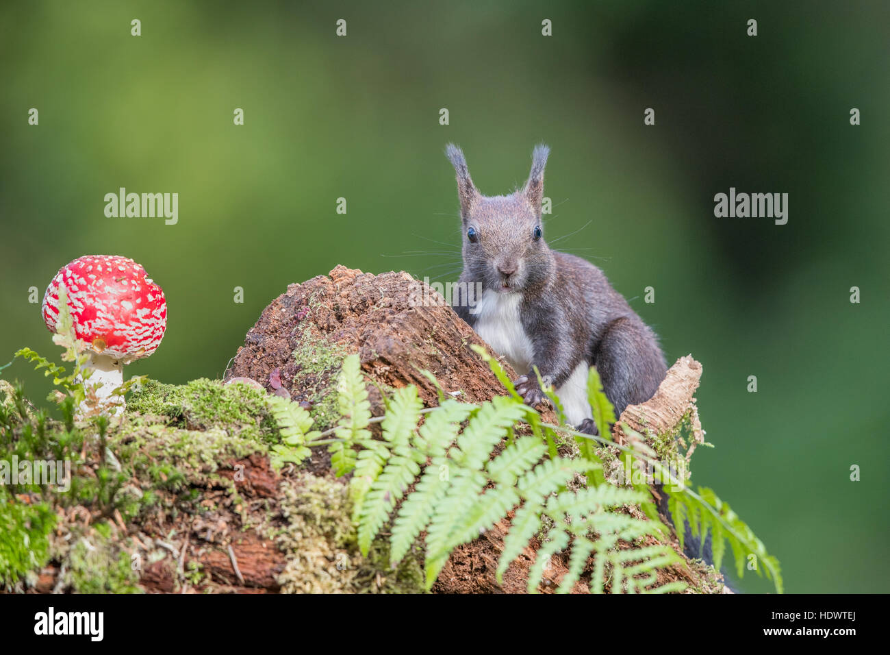 L'Écureuil roux (Sciurius vulgaris) (formulaire) à la recherche de nourriture sur un sol forestier. Champignon Agaric Fly en arrière-plan. Banque D'Images