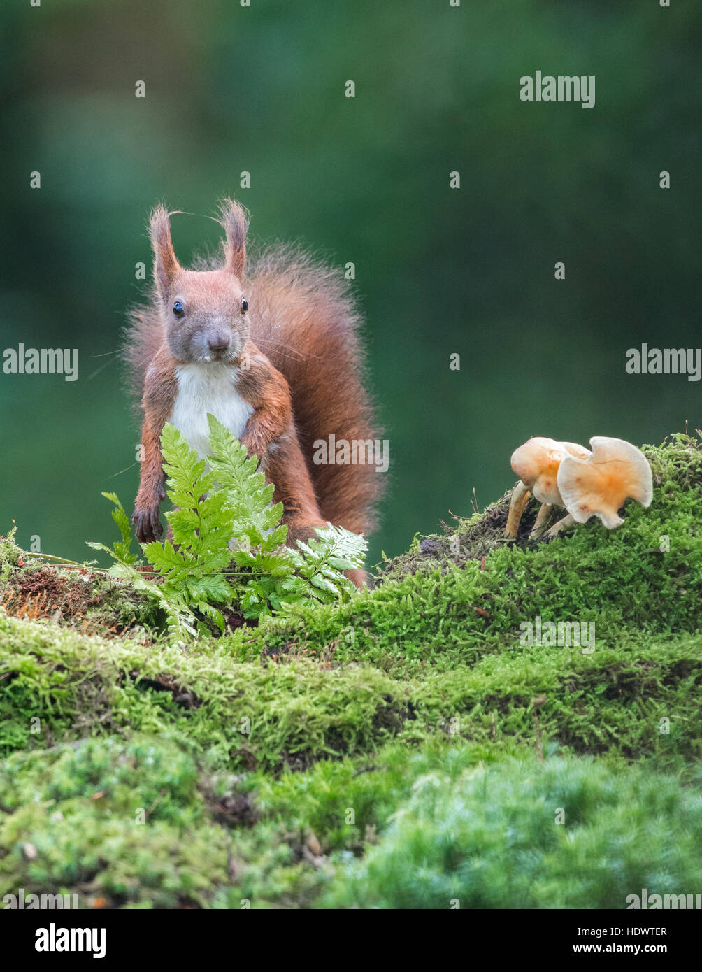 Eurasian Écureuil roux (Sciurus vulgaris) debout sur ses pattes sur le sol de la forêt Banque D'Images