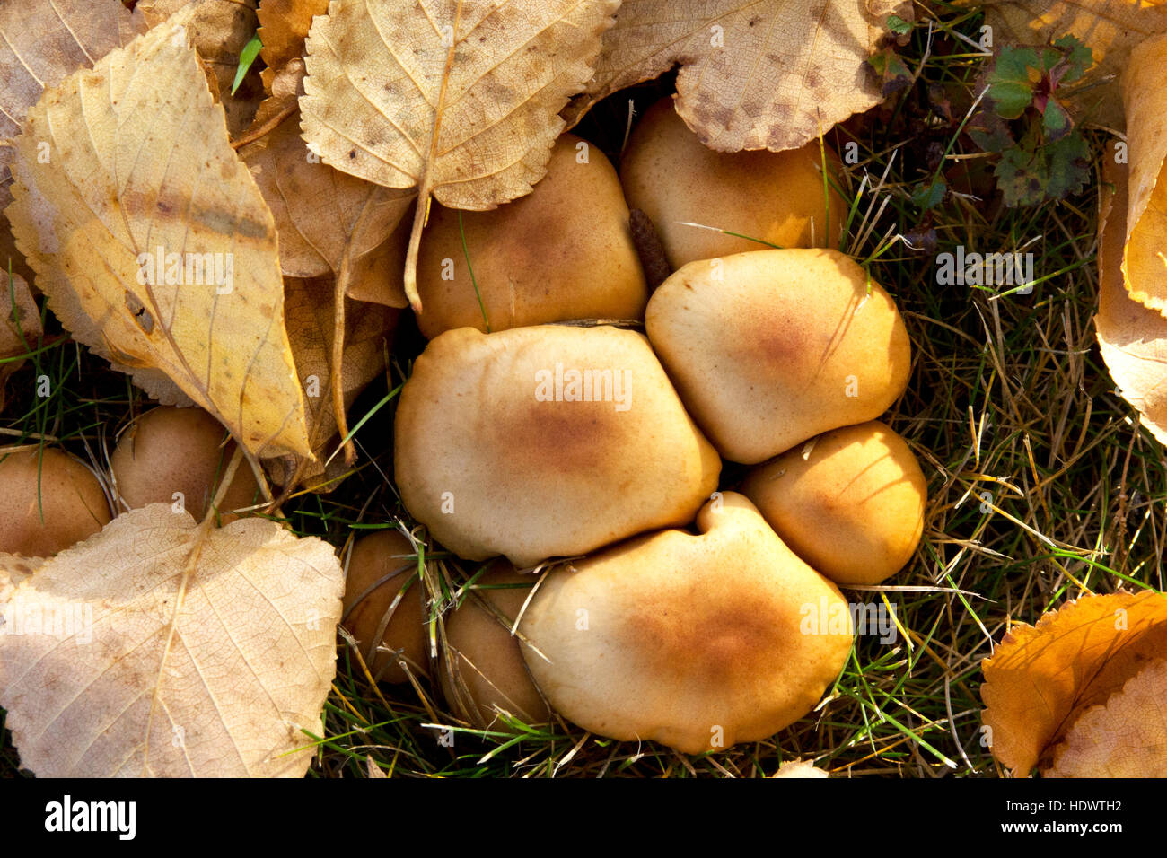 Une grappe de biscuits de champignons Banque D'Images