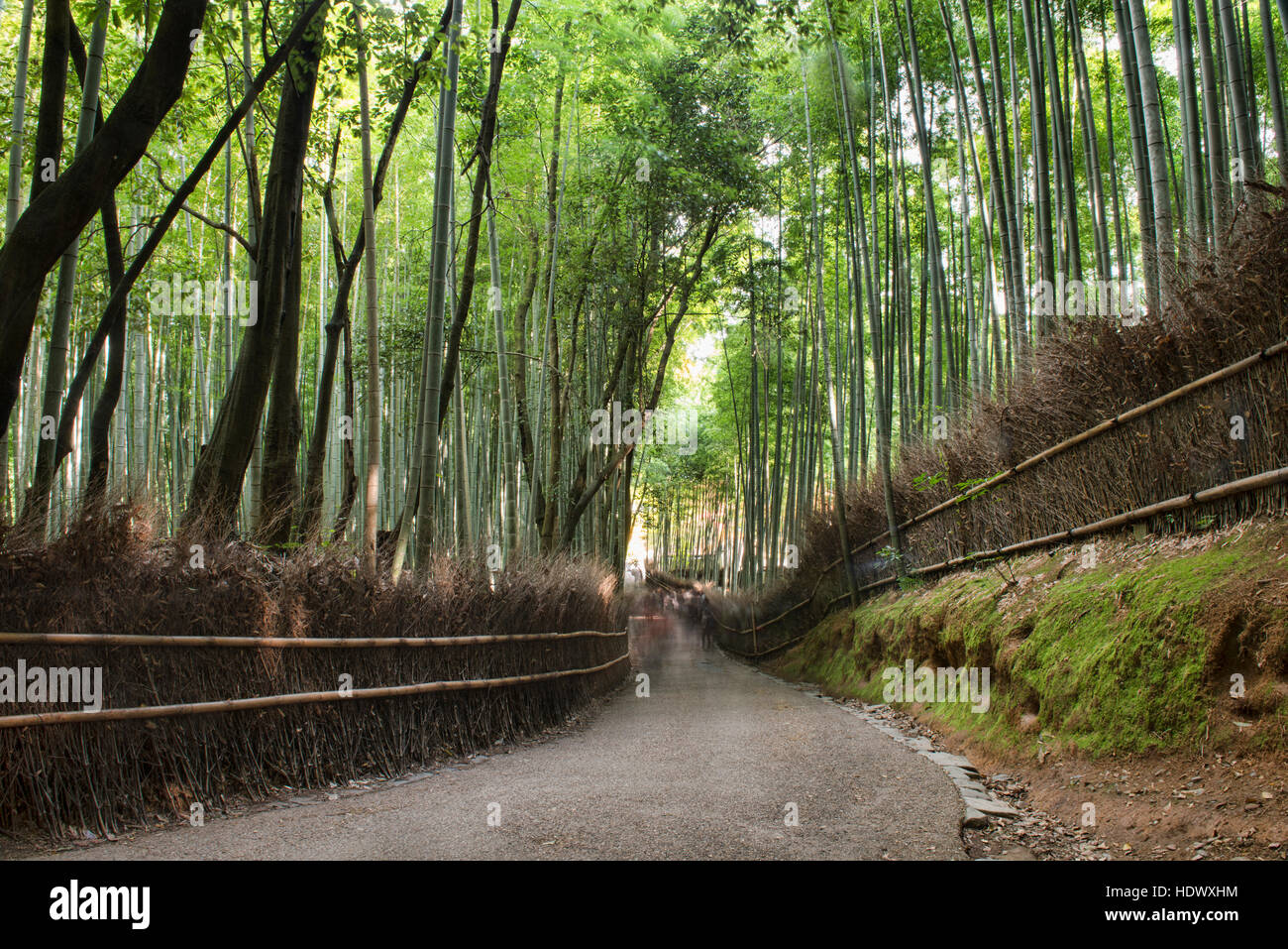 Une longue exposition à une foule, forêt de bambous d'Arashiyama, Kyoto, Japon Banque D'Images