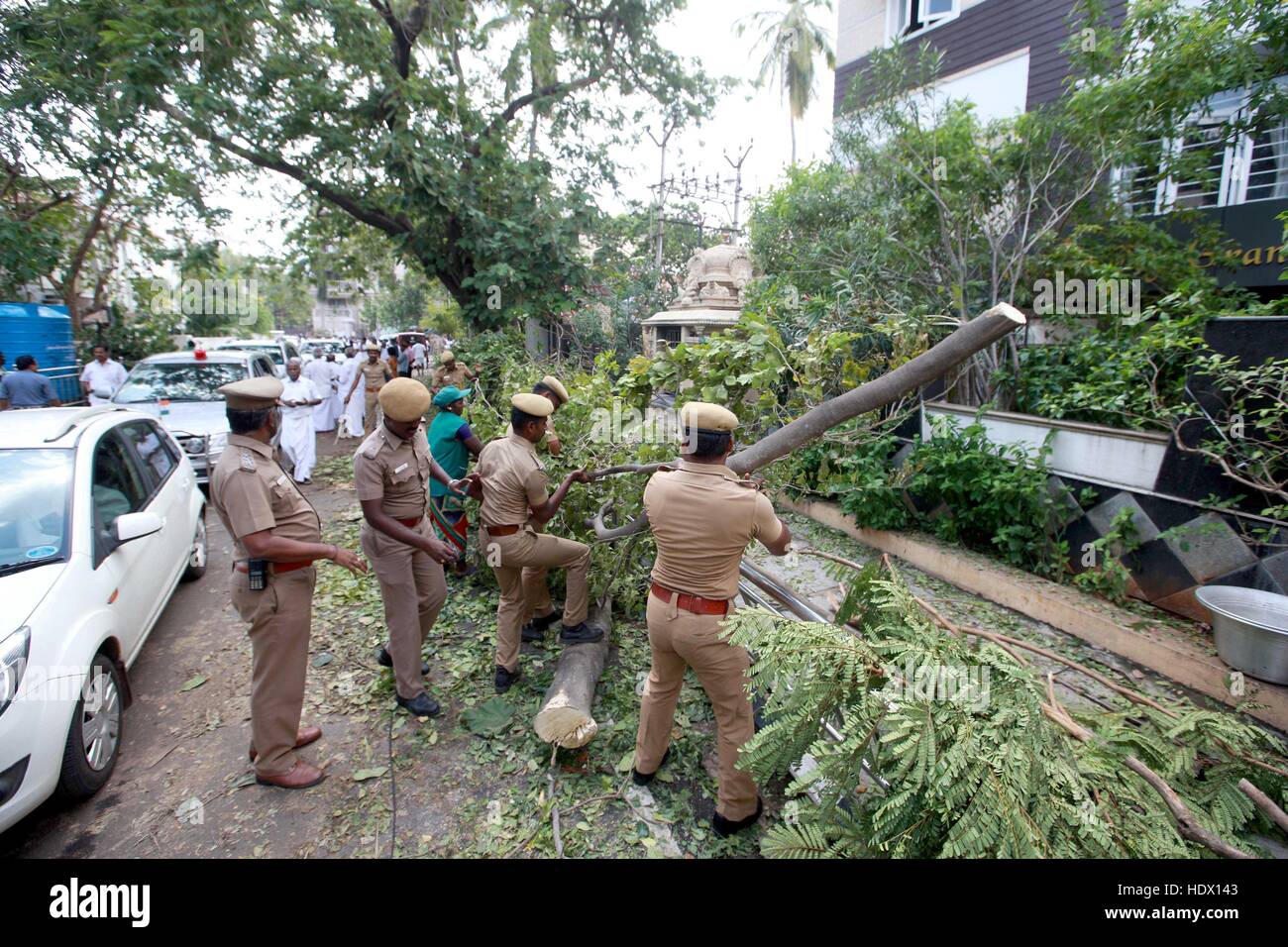 La police déracinée les arbres; Cyclone Vardah, Madras; Chennai, Tamil Nadu; Inde; Asie Banque D'Images