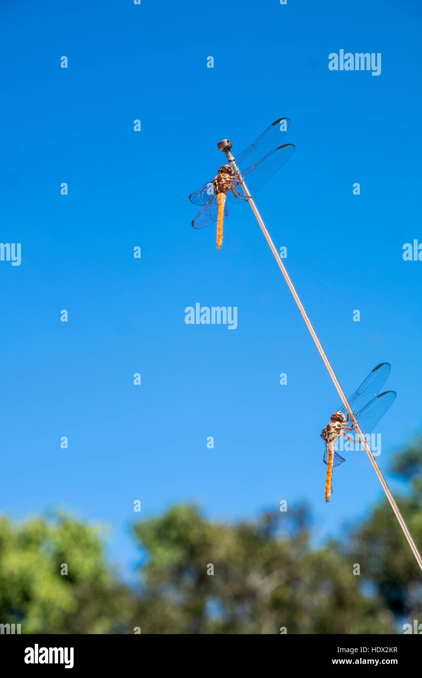 Anisoptera, libellules sur une antenne de voiture le long de la côte de la Baie des Cochons, Cuba Banque D'Images