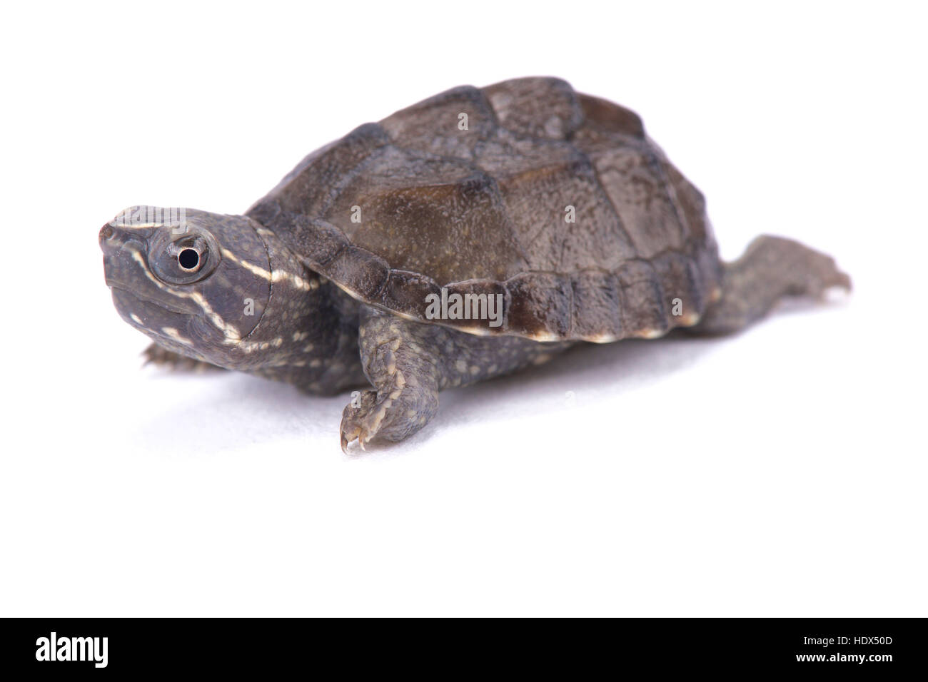 Tortue musquée, Sternotherus odoratus Banque D'Images