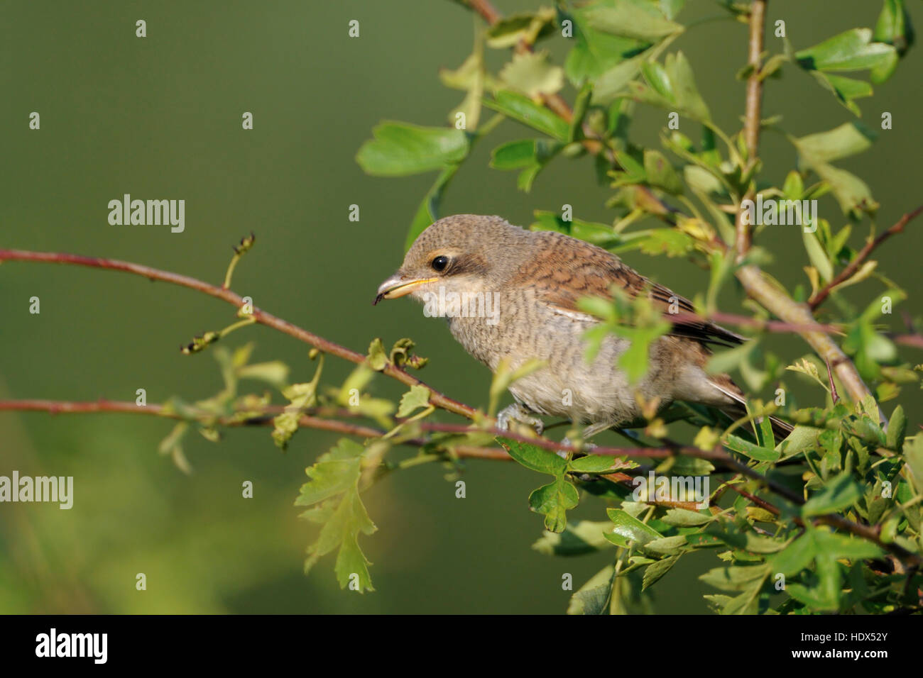 Pie-grièche écorcheur Lanius collurio / Neuntoeter ( ) , jeune oiseau, perché au sommet d'une haie sur une petite brindille, se nourrissant d'un insecte. Banque D'Images