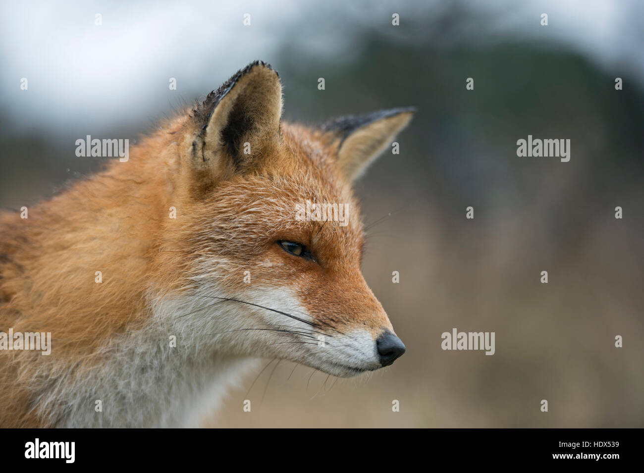 Red Fox / Rotfuchs eurasien ( Vulpes vulpes ), intime close-up, très détaillée head-shot, à nice fourrure d'hiver. Banque D'Images