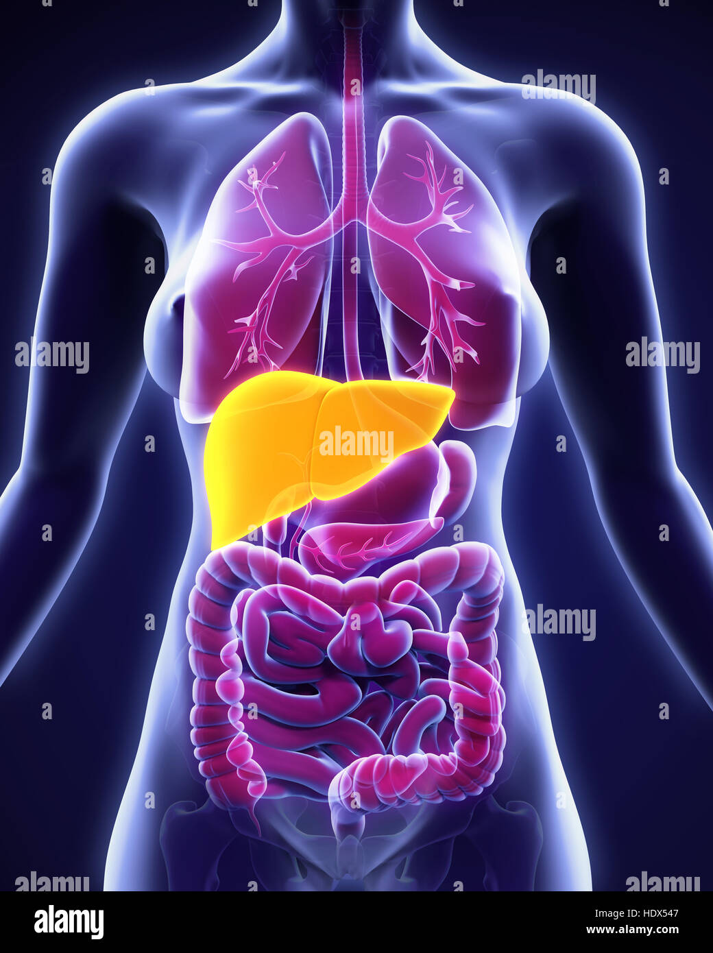 Anatomie du foie humain Banque D'Images