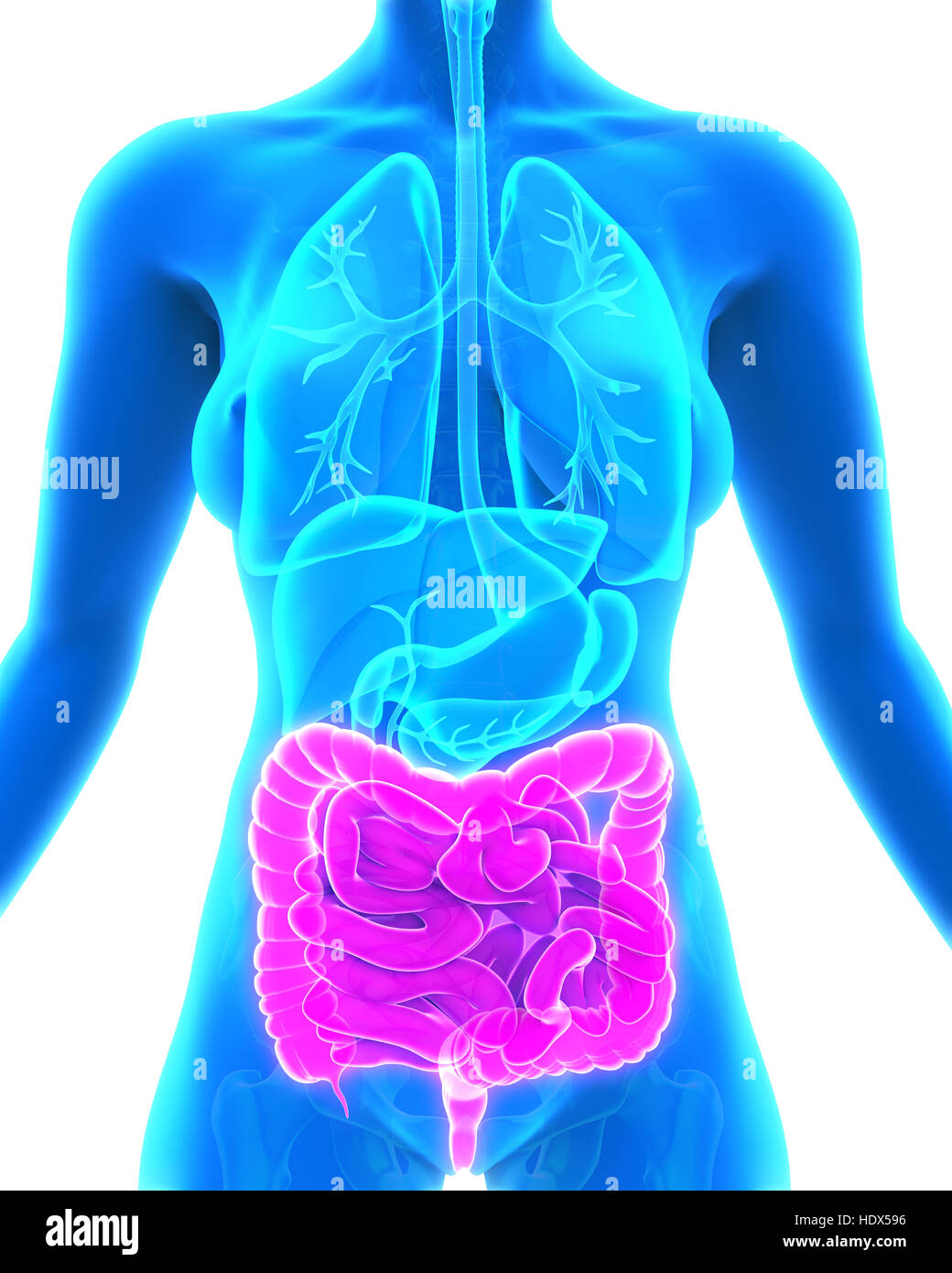 Anatomy Intestine Banque d'image et photos Page 3 Alamy