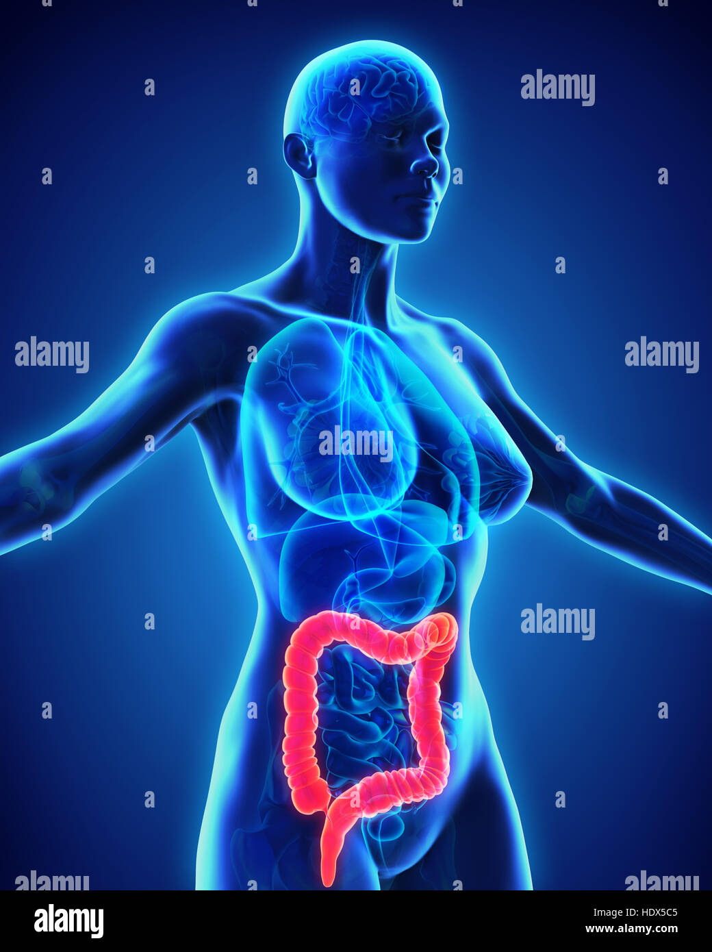 Colon humain anatomie Banque D'Images