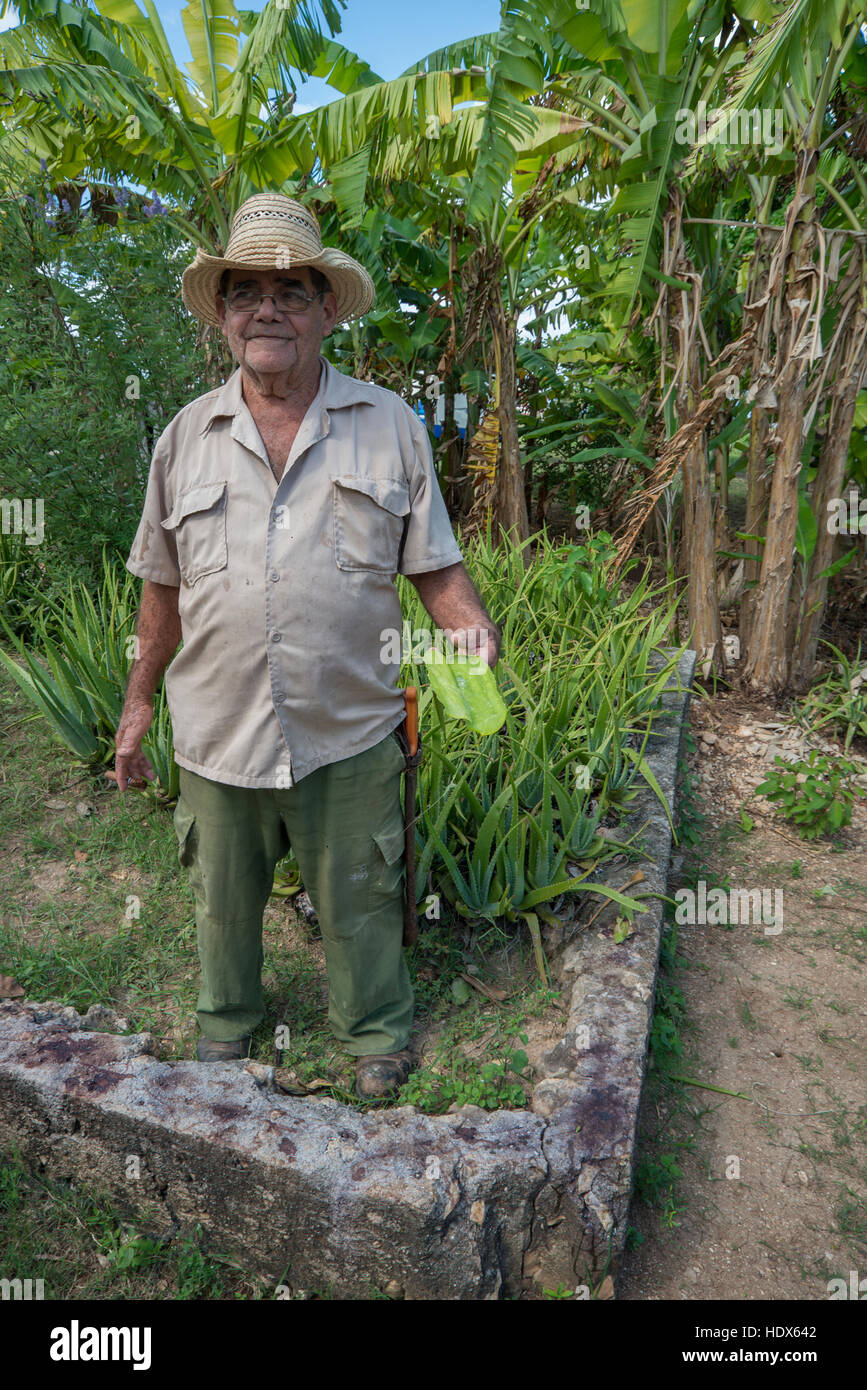 Farmer holding cubain l'Aloe Vera Banque D'Images
