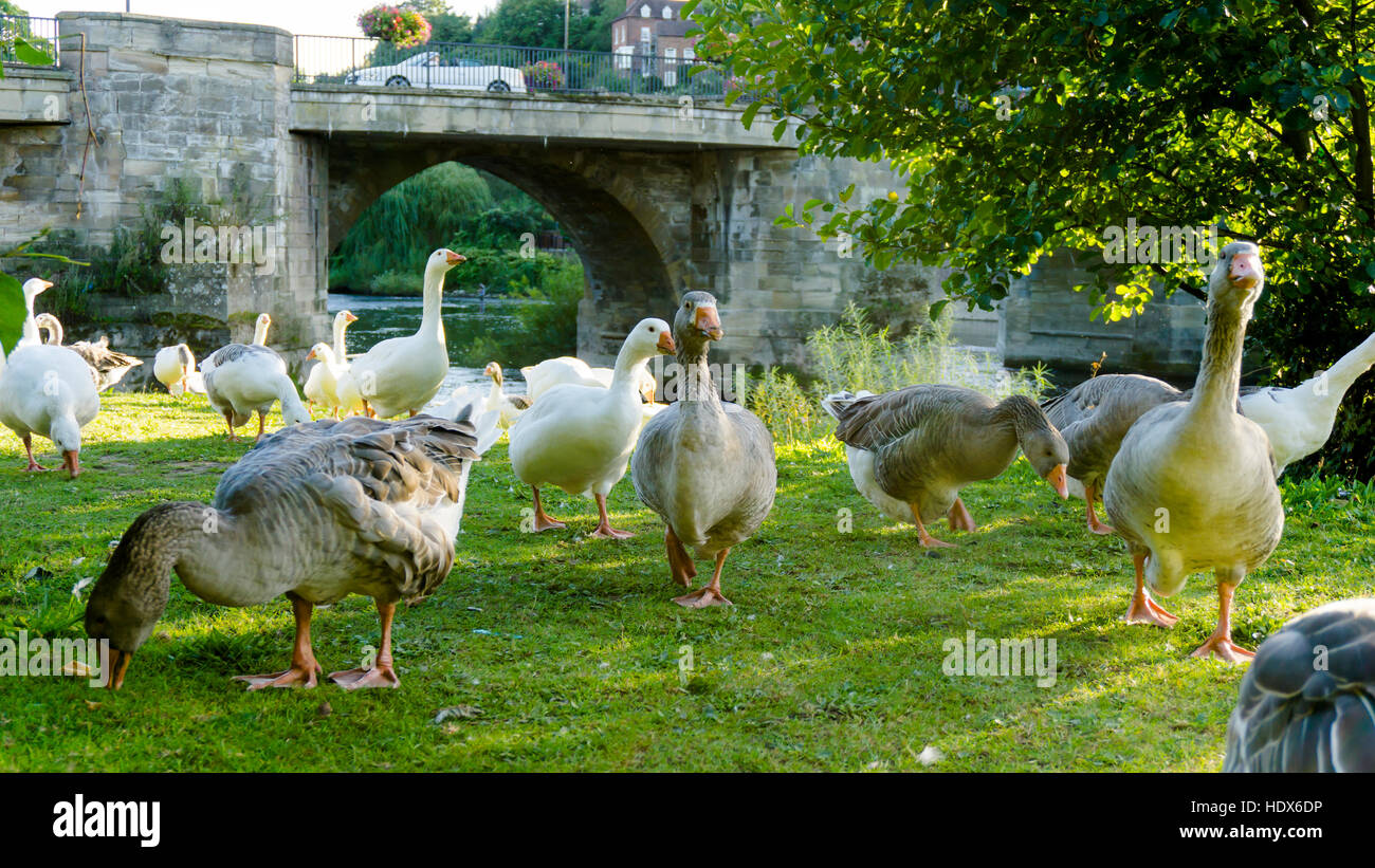 La formation d'oies et canards et la faune dove anneau proche de la vie en ville journée ensoleillée avec la bénédiction des animaux dans les rayons du soleil Banque D'Images