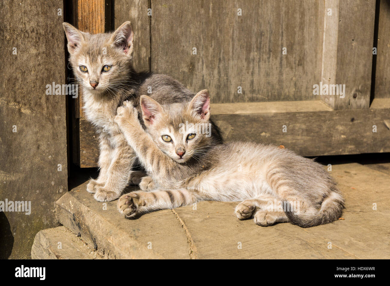 Chat Bebe Banque De Photographies Et D Images A Haute Resolution Alamy