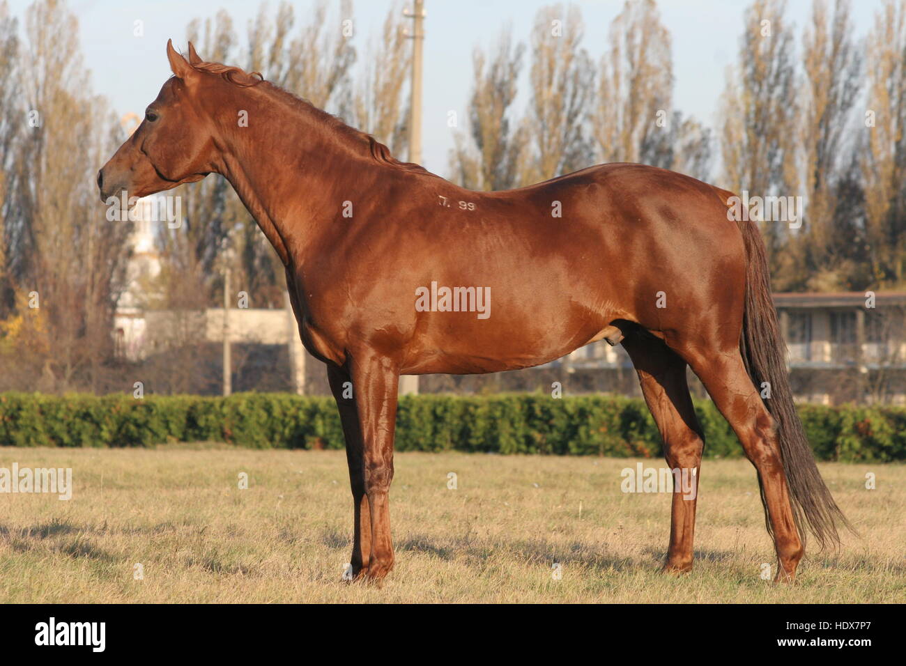 Cheval, étalon, cheval rouge au coucher du soleil Banque D'Images