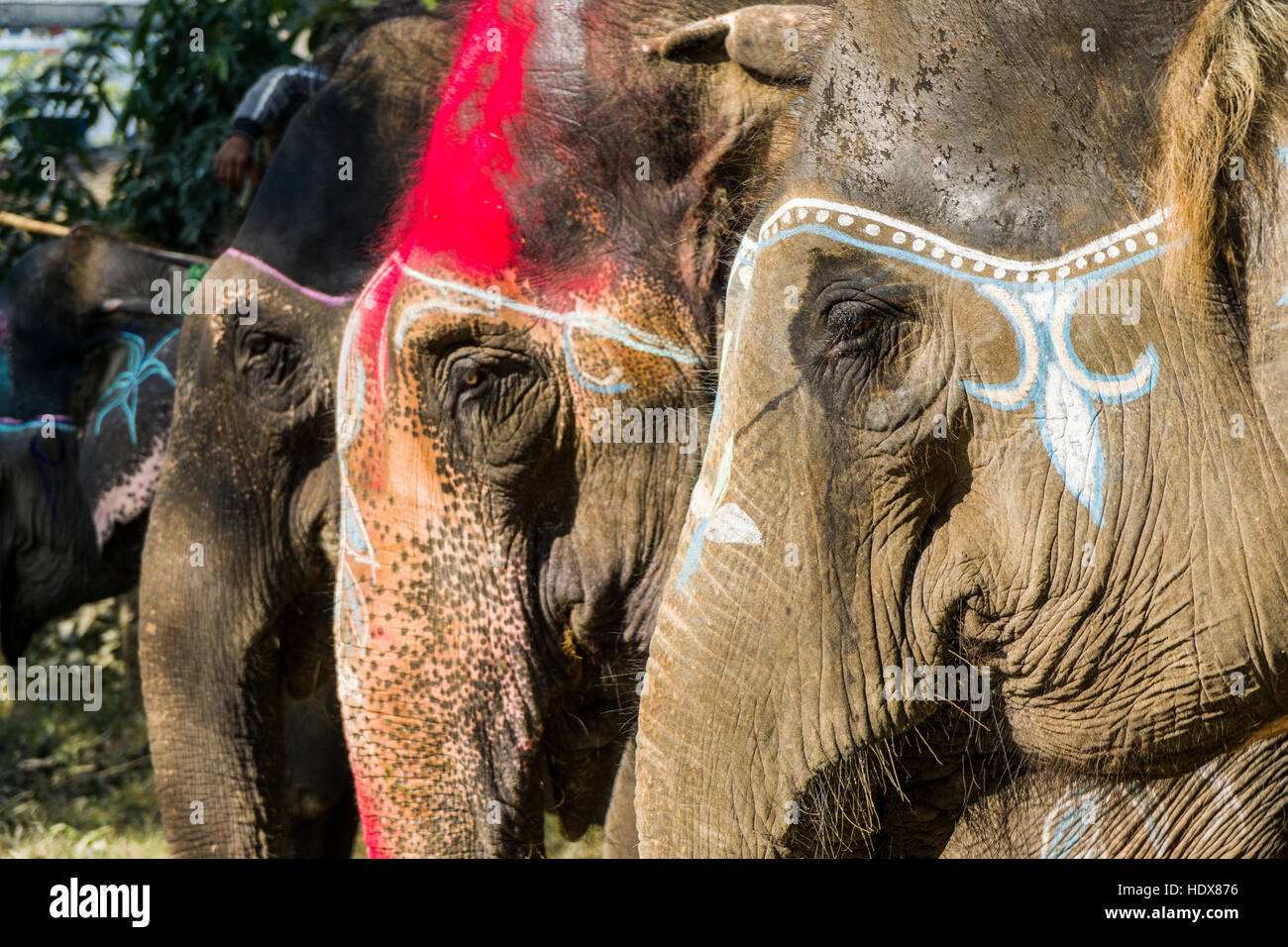 Portraits de quelques éléphants, peintes de couleurs vives pour le festival de l'éléphant Banque D'Images