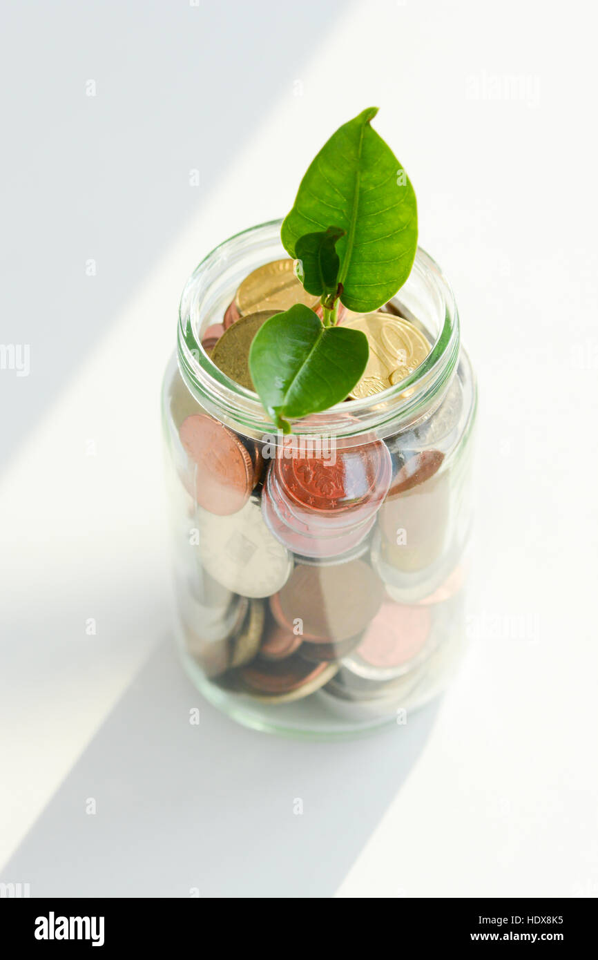 Plante verte avec de plus en plus à l'intérieur de feuilles d'un pot plein de pièces d'argent Banque D'Images