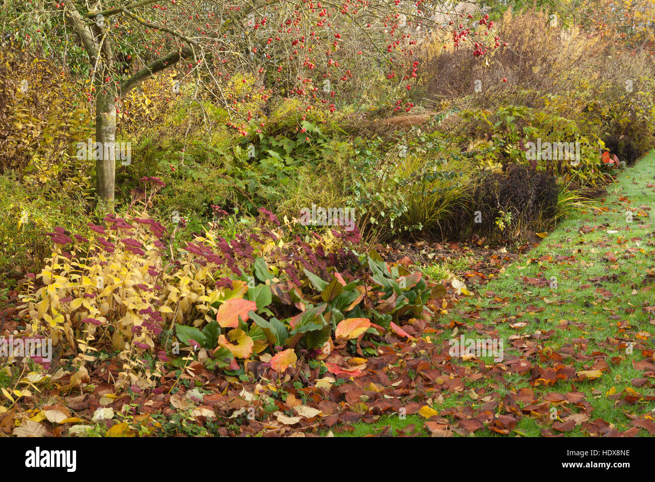 L'automne à Goltho Gardens dans le Lincolnshire, au Royaume-Uni. Un 4,5 acre jardin avec intérêt toute l'année. Partie de Lincolnshire Gardens scheme. Banque D'Images