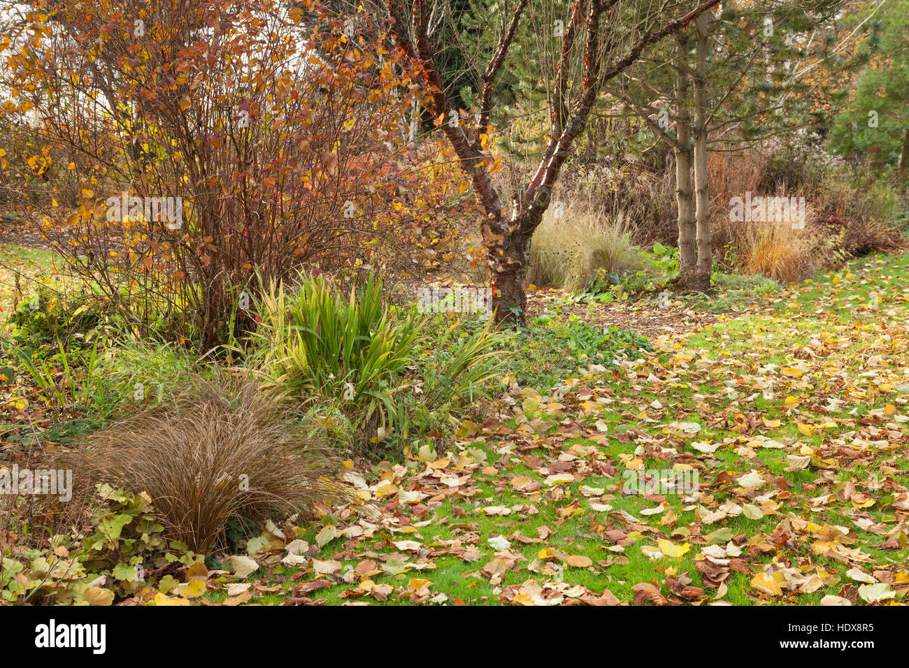 L'automne à Goltho Gardens dans le Lincolnshire, au Royaume-Uni. Un 4,5 acre jardin avec intérêt toute l'année. Partie de Lincolnshire Gardens scheme. Banque D'Images