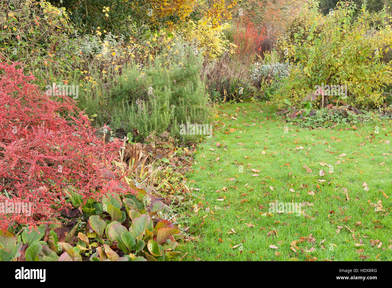 L'automne à Goltho Gardens dans le Lincolnshire, au Royaume-Uni. Un 4,5 acre jardin avec intérêt toute l'année. Partie de Lincolnshire Gardens scheme. Banque D'Images