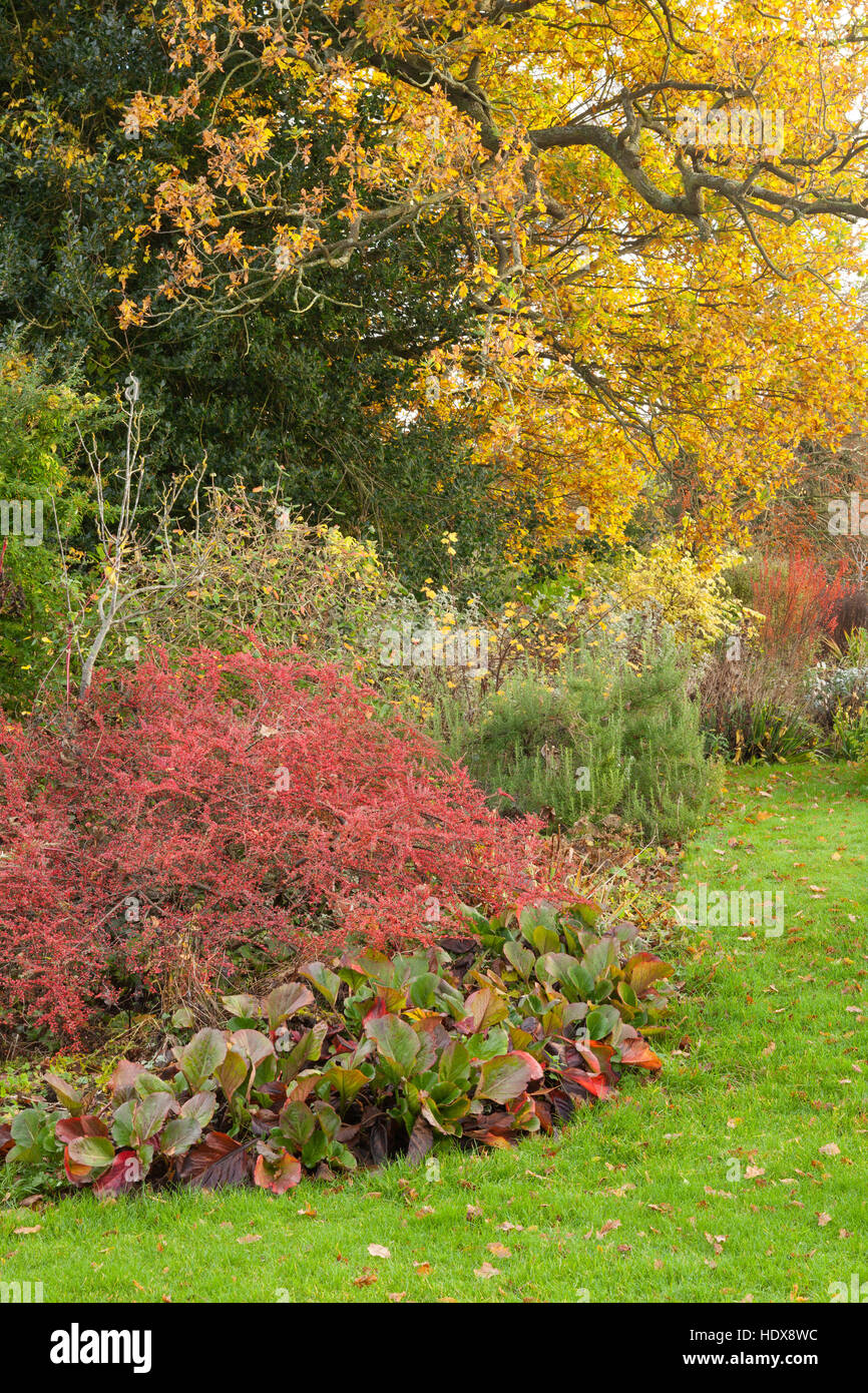 L'automne à Goltho Gardens dans le Lincolnshire, au Royaume-Uni. Un 4,5 acre jardin avec intérêt toute l'année. Partie de Lincolnshire Gardens scheme. Banque D'Images