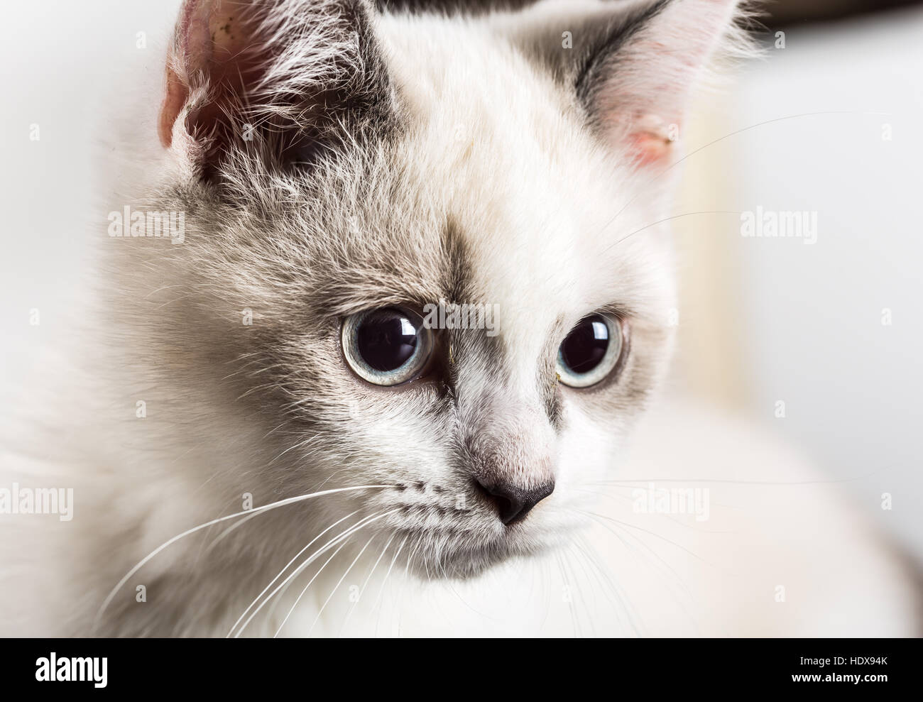Chaton blanc Banque D'Images