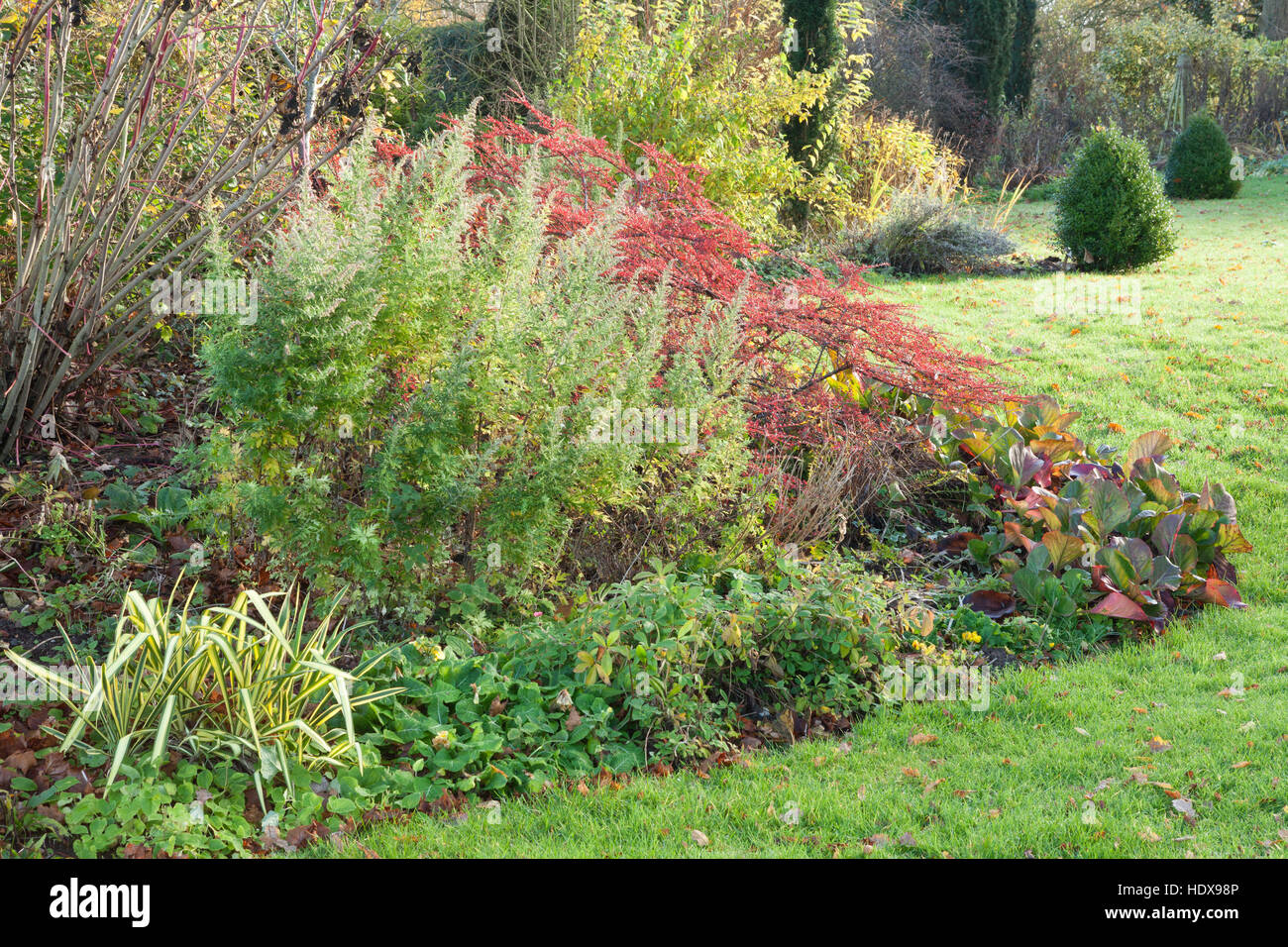 L'automne à Goltho Gardens dans le Lincolnshire, au Royaume-Uni. Un 4,5 acre jardin avec intérêt toute l'année. Partie de Lincolnshire Gardens scheme. Banque D'Images