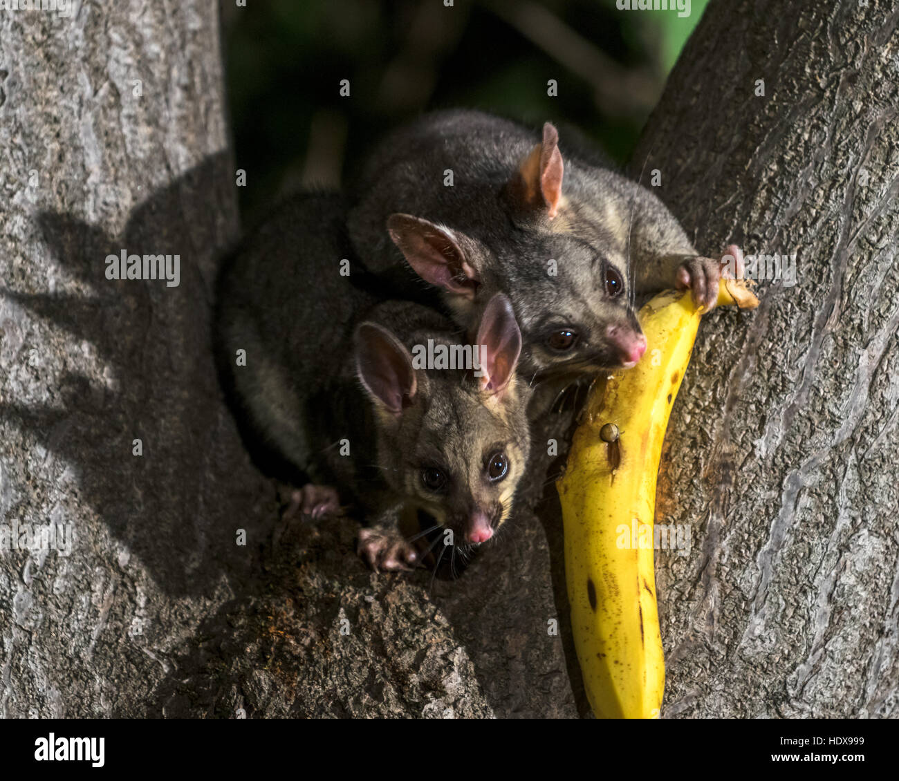 Common Brushtail Possum (Trichosurus vulpecula) des profils, sur l'arbre de nuit, Adélaïde, Australie du Sud, Australie Banque D'Images