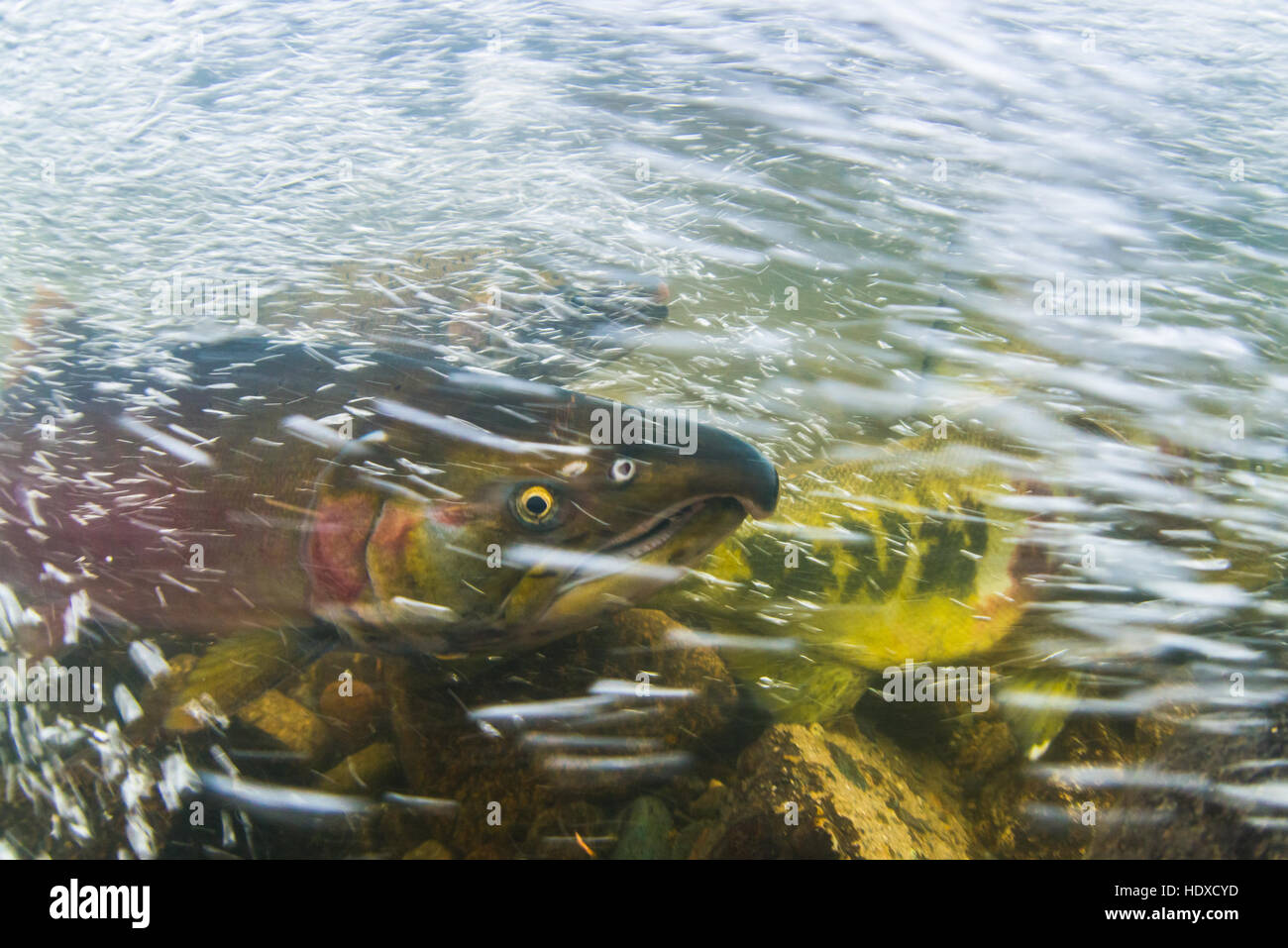 Image sous-marine d'un saumon Coho prises au cours de la saison de ponte 2016 dans la Stoney Creek. Banque D'Images