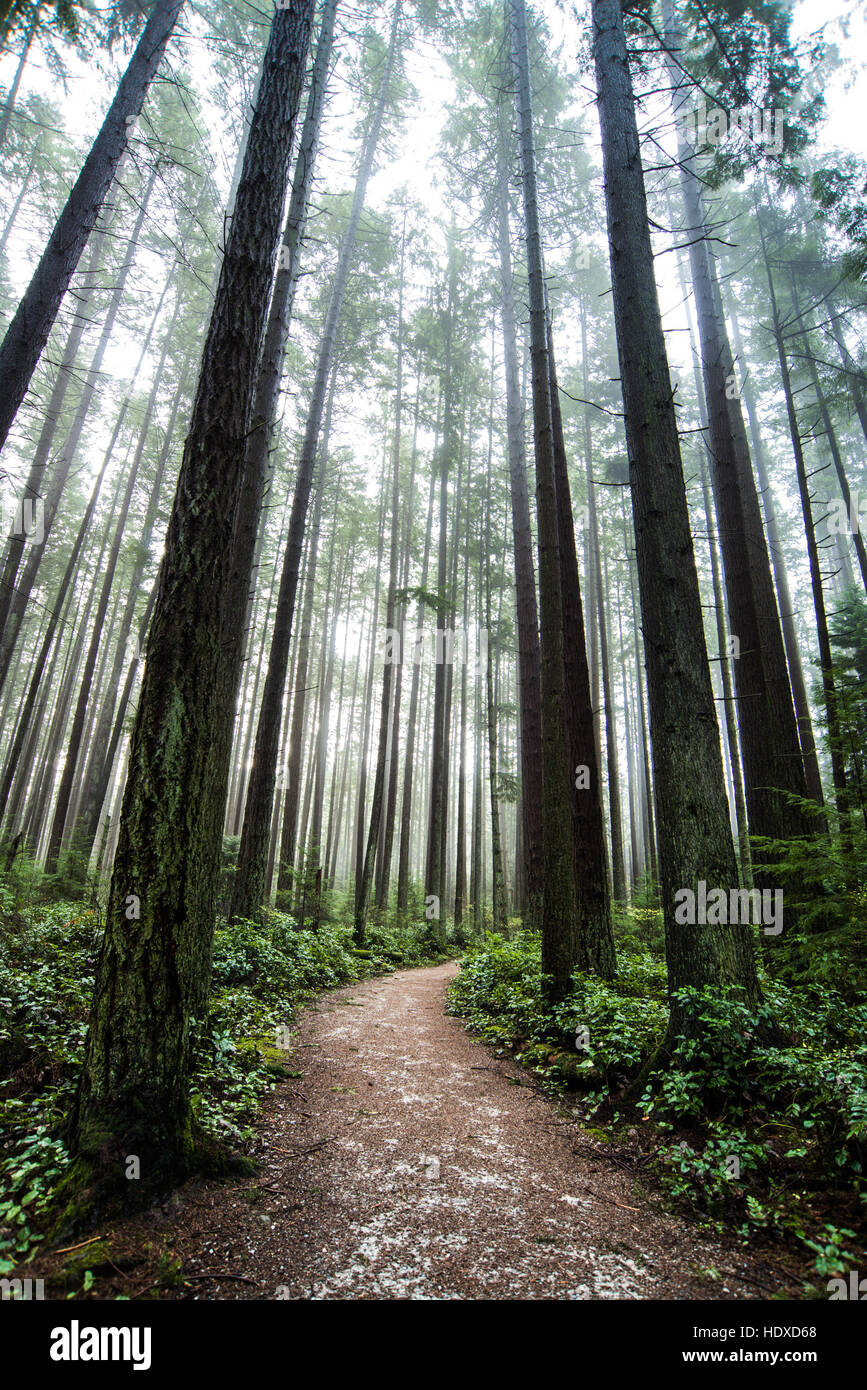 Forêt tropicale étonnante au Pacific Spirit Regional Park à Vancouver, BC. Banque D'Images