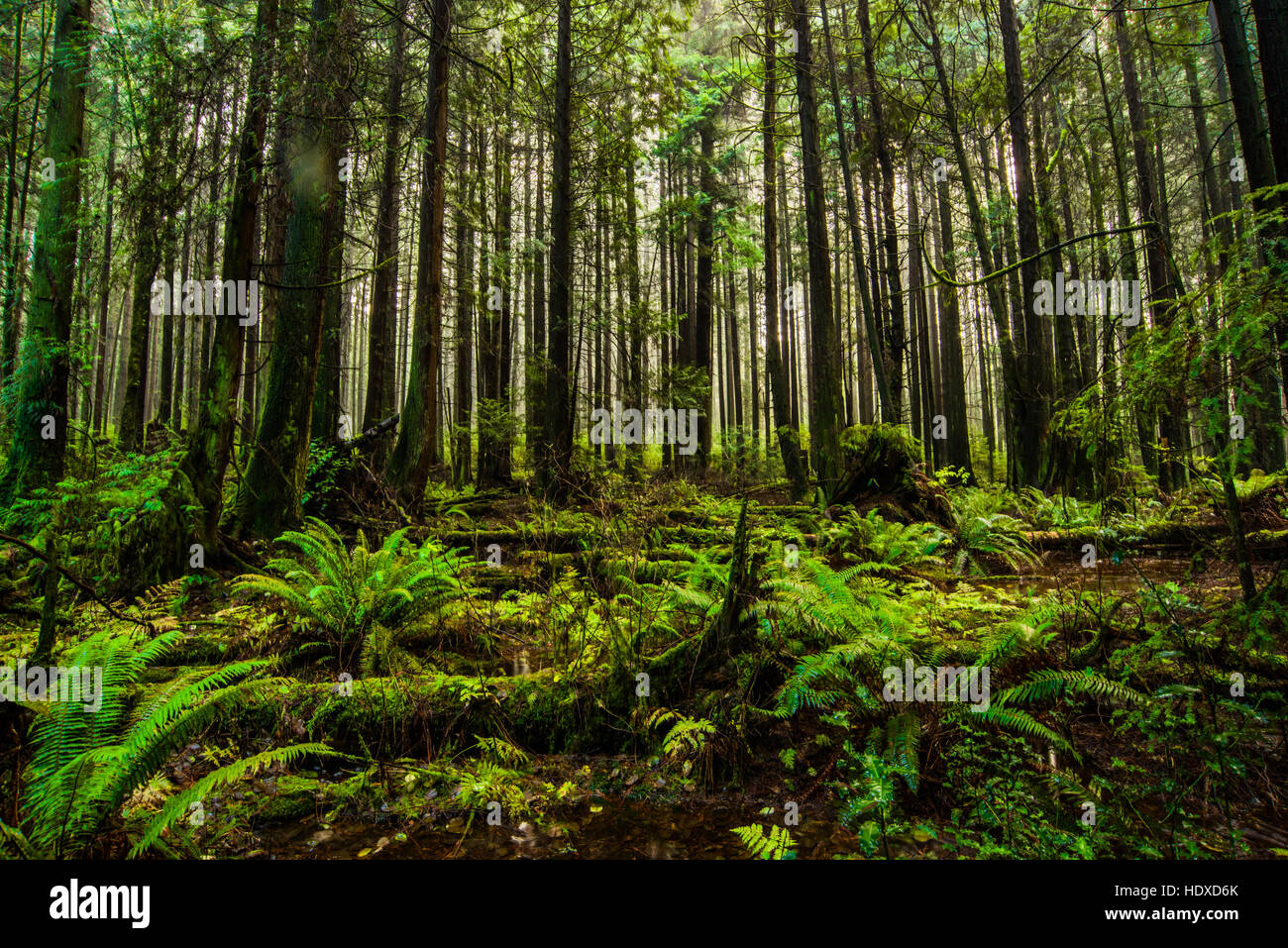 Forêt tropicale préservée au parc Pacific Spirit, Vancouver, C.-B.). Banque D'Images