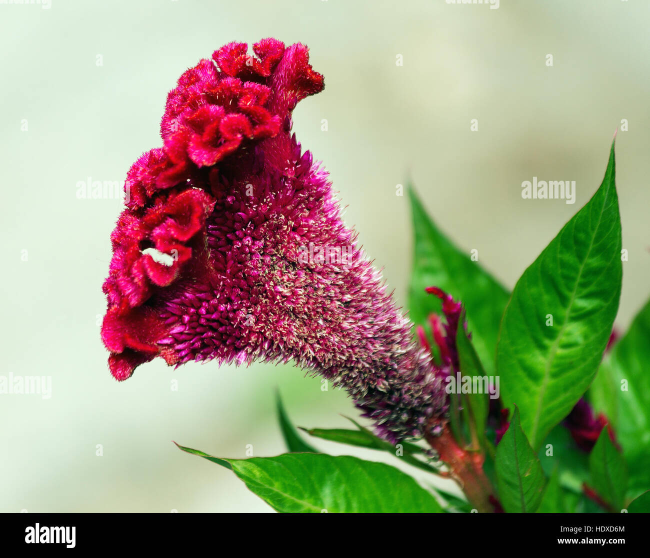 Photo avec un côté d'une fleur cultivée de Celosia argentea f. cristata Banque D'Images