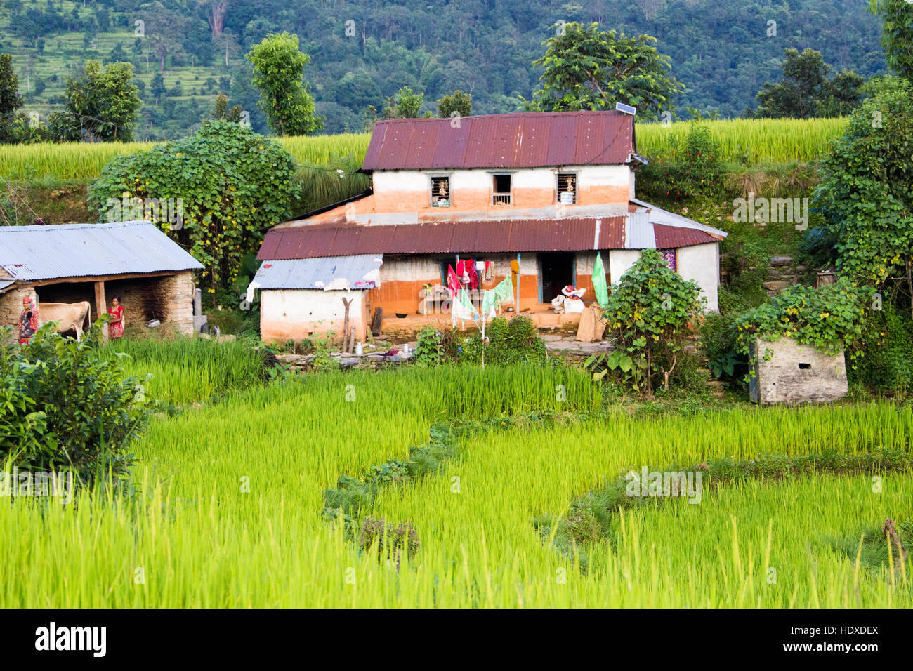 Maison locale dans les collines près de Pokhara, Népal Banque D'Images