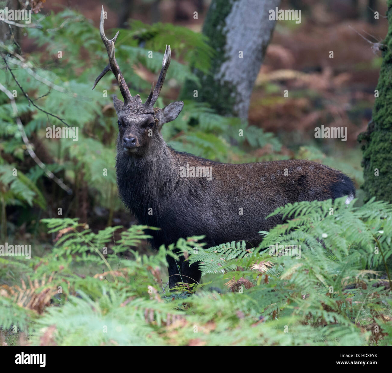 Cerf sika (Cervus nippon) pendant le rut - New Forest, Hampshire, Angleterre Banque D'Images